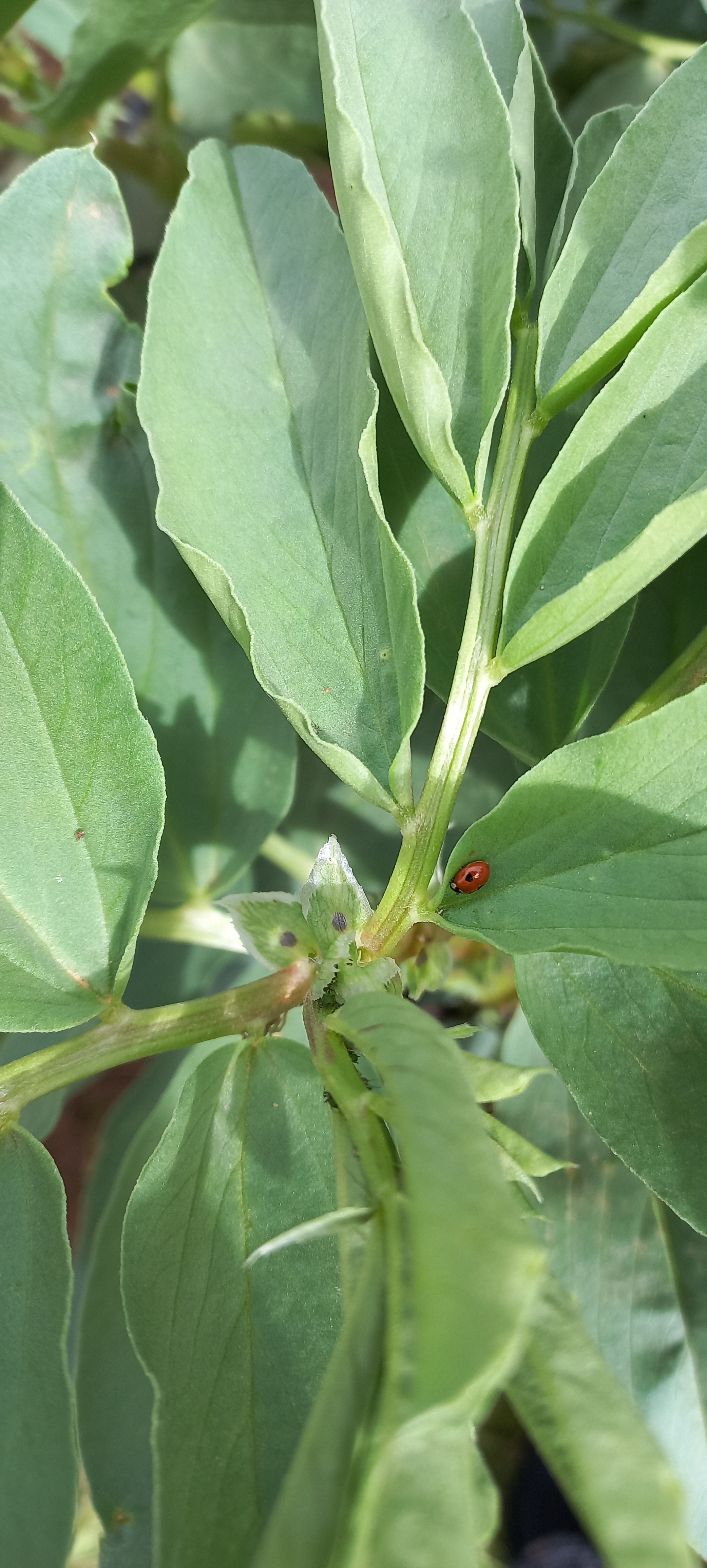 Insectos amigos Joaninhas nas nossas favas