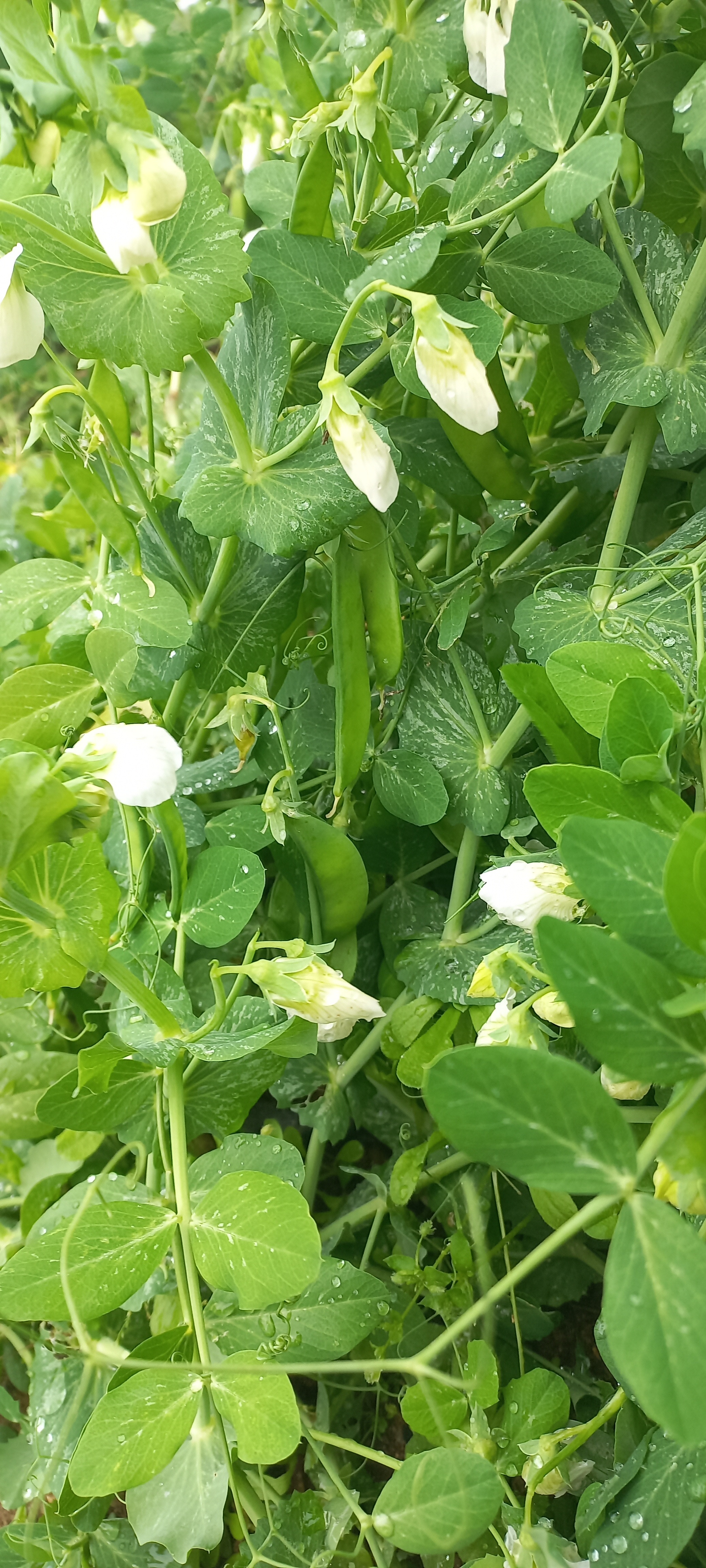 as nossas ervilhas têm feito belos arrozes