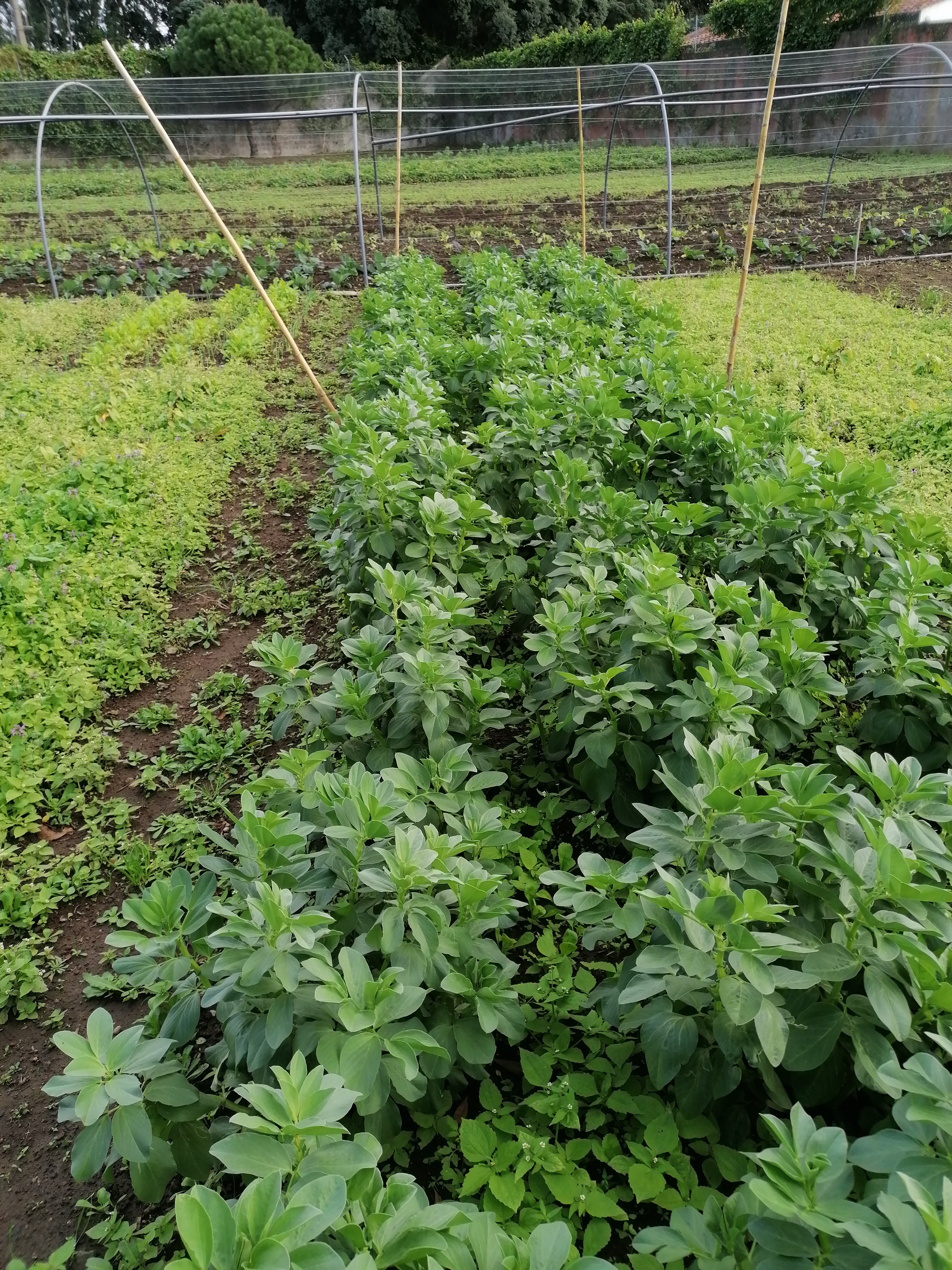 Canteiro com favas.
