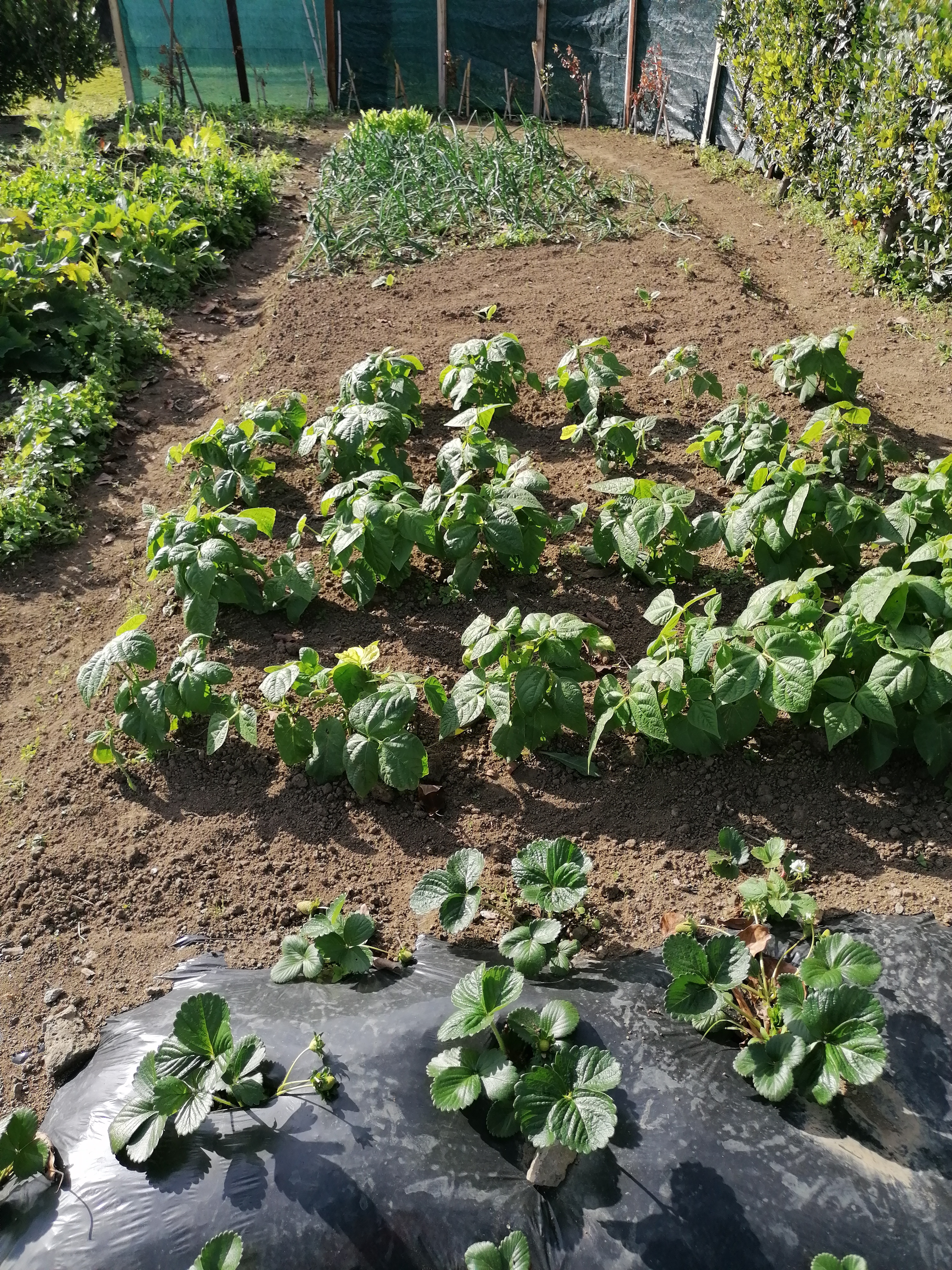 Canteiro de turma de jardinagem.