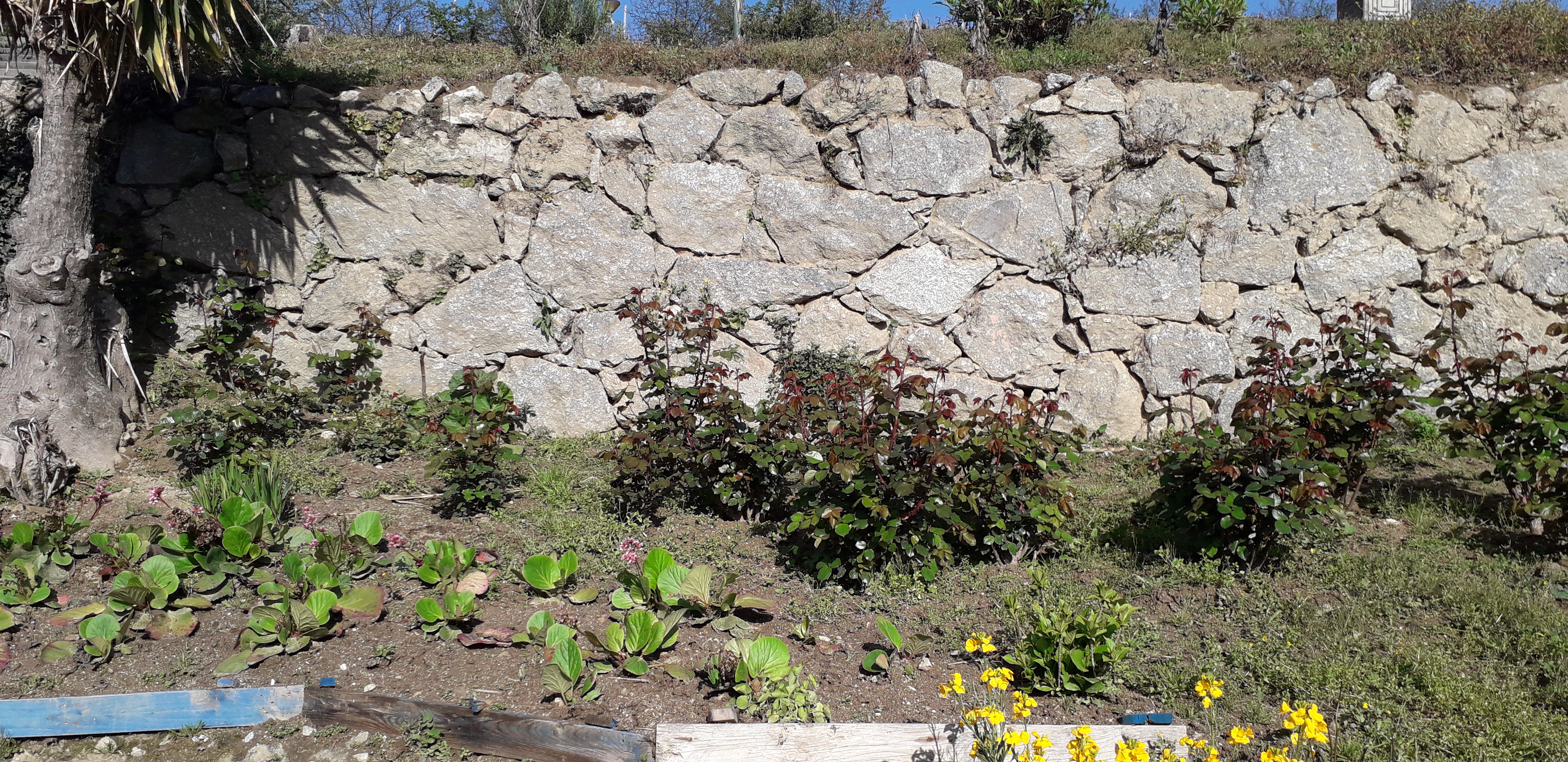 "Flores para Flores" - As nossas roseiras.