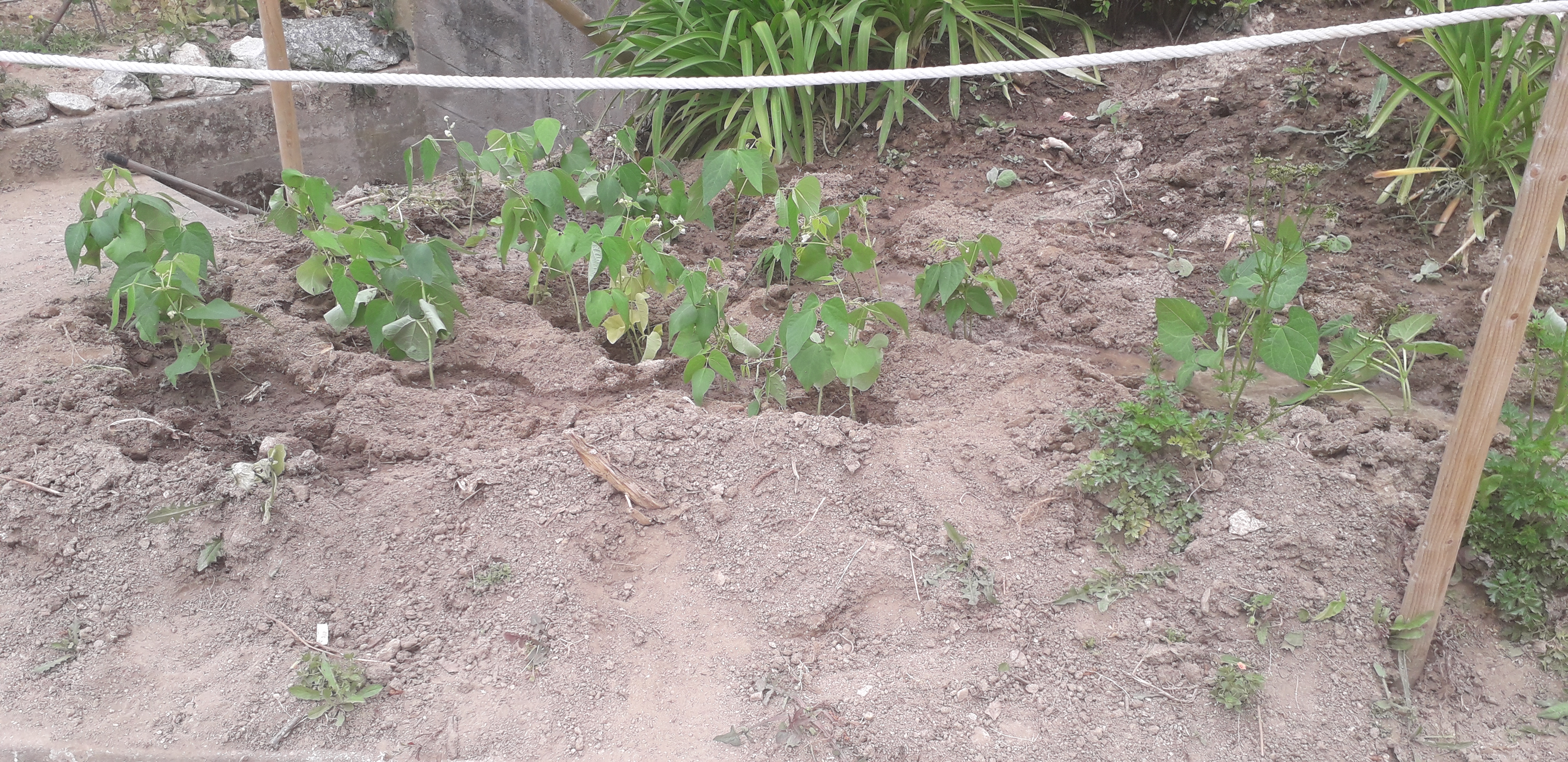 Feijoeiros