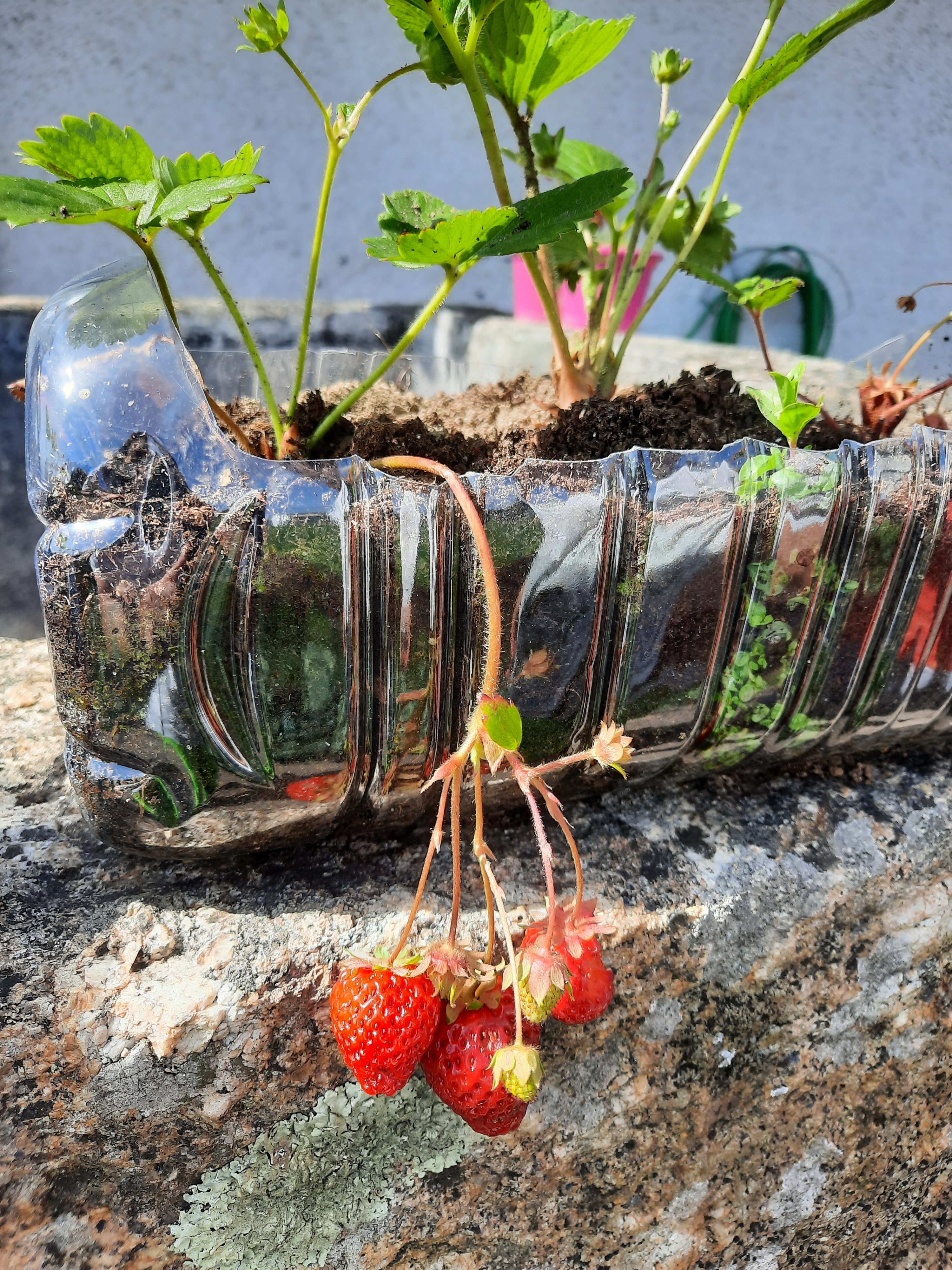 Plantamos morangos em garrafões da água.  Já comemos alguns morangos saborosos.
