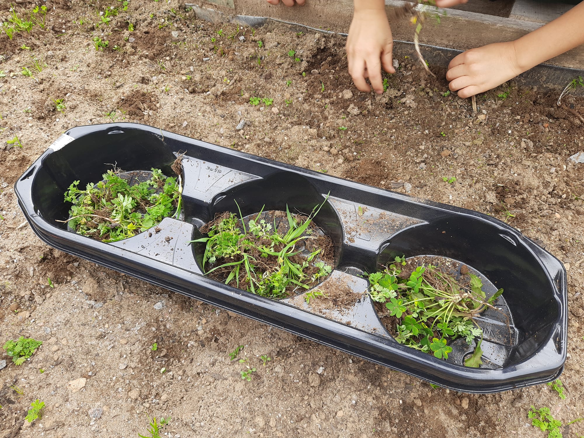 Os nossos alunos a preparar a terra, sujar as mãos é uma alegria.
Não há erva que resista!