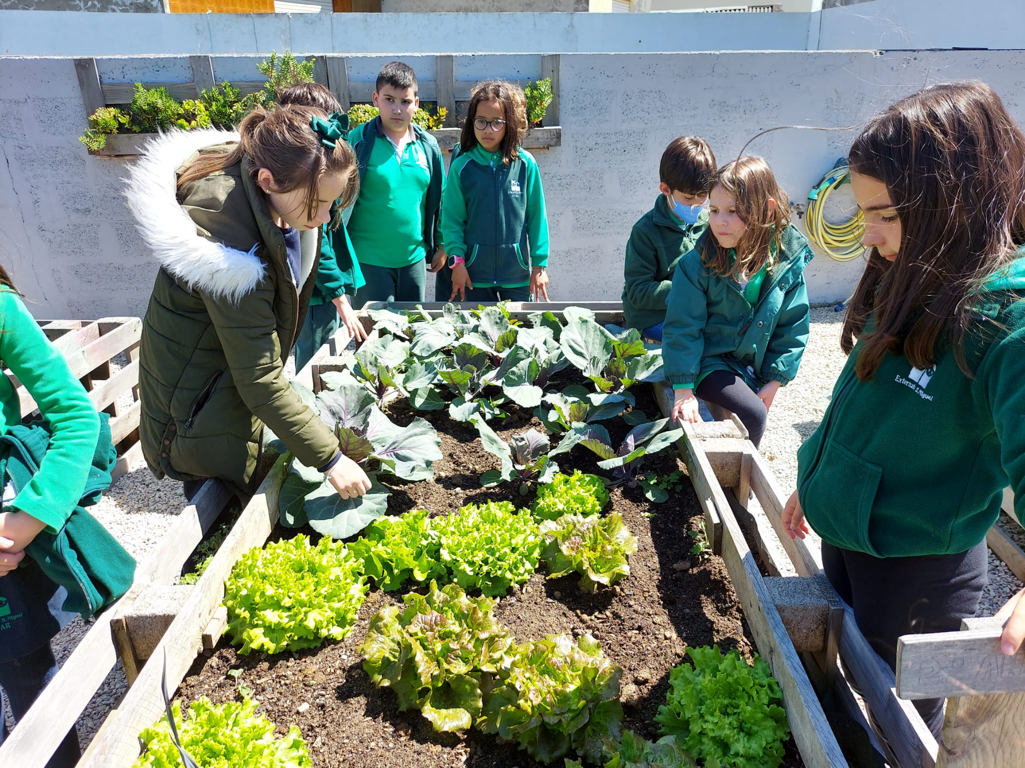 Vamos inspeccionar a nossa horta à procura de bichinhos que possam estar a comer a nossa plantação.