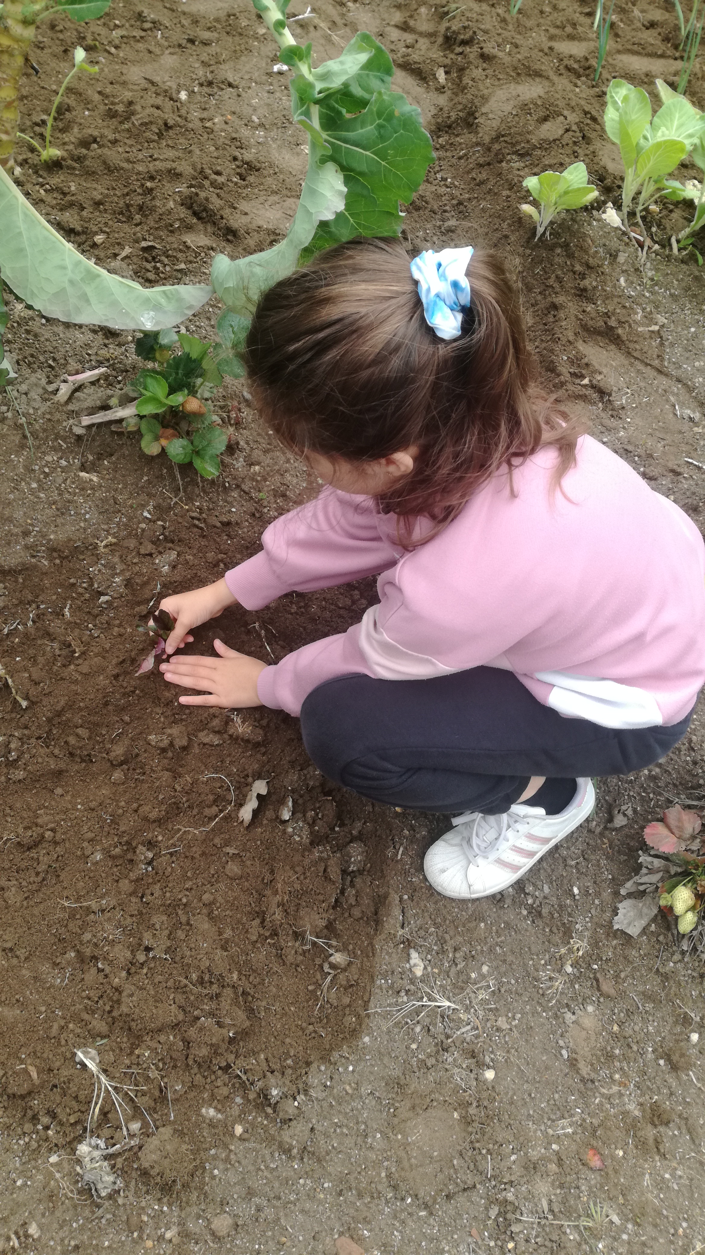 Alunos a plantar na horta.
