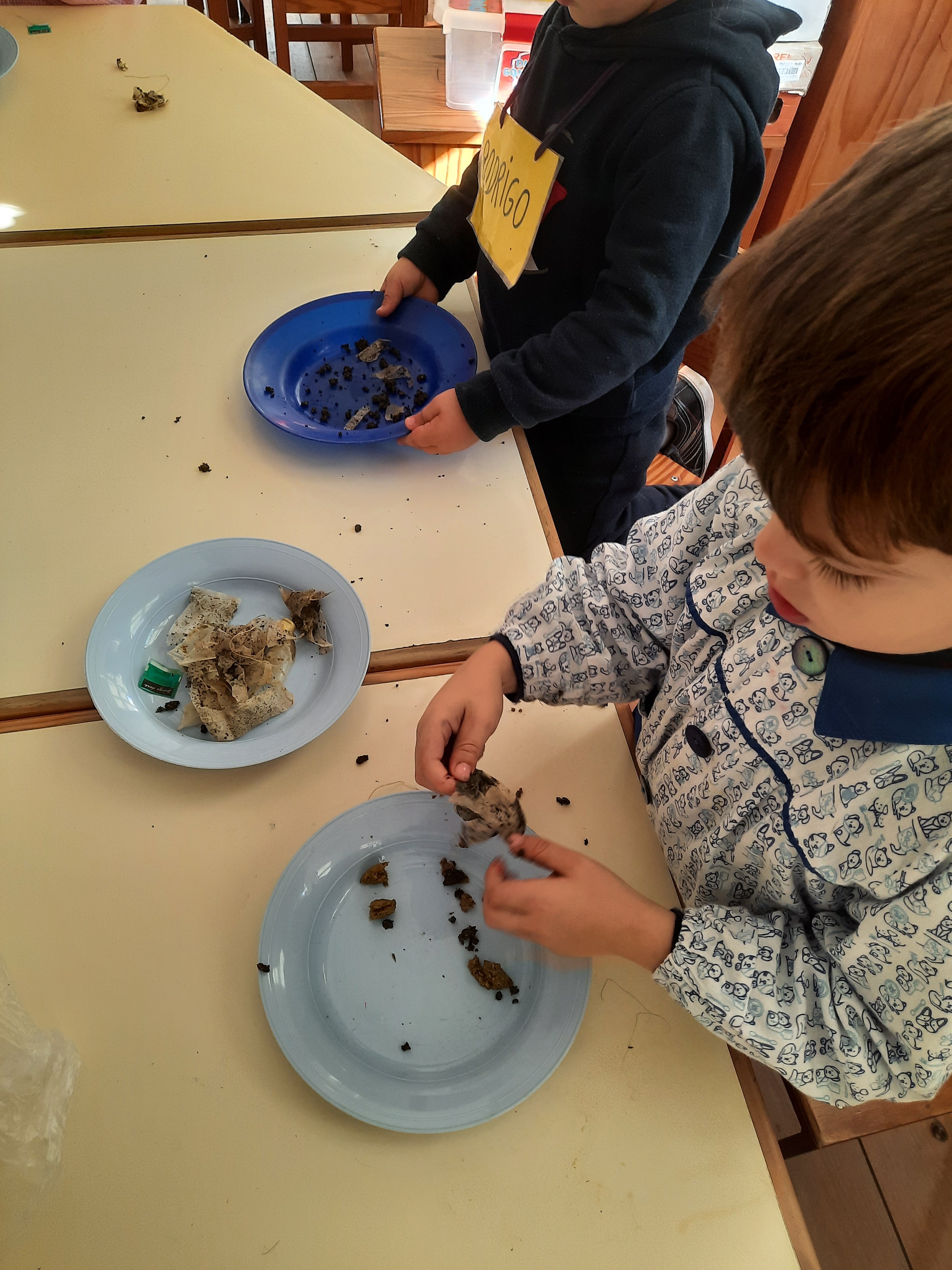 Trabalho realizado pelos alunos do pré Escolar para fertilizar a terra com pacotes de chá, enviados de casa por encarregados de educação.