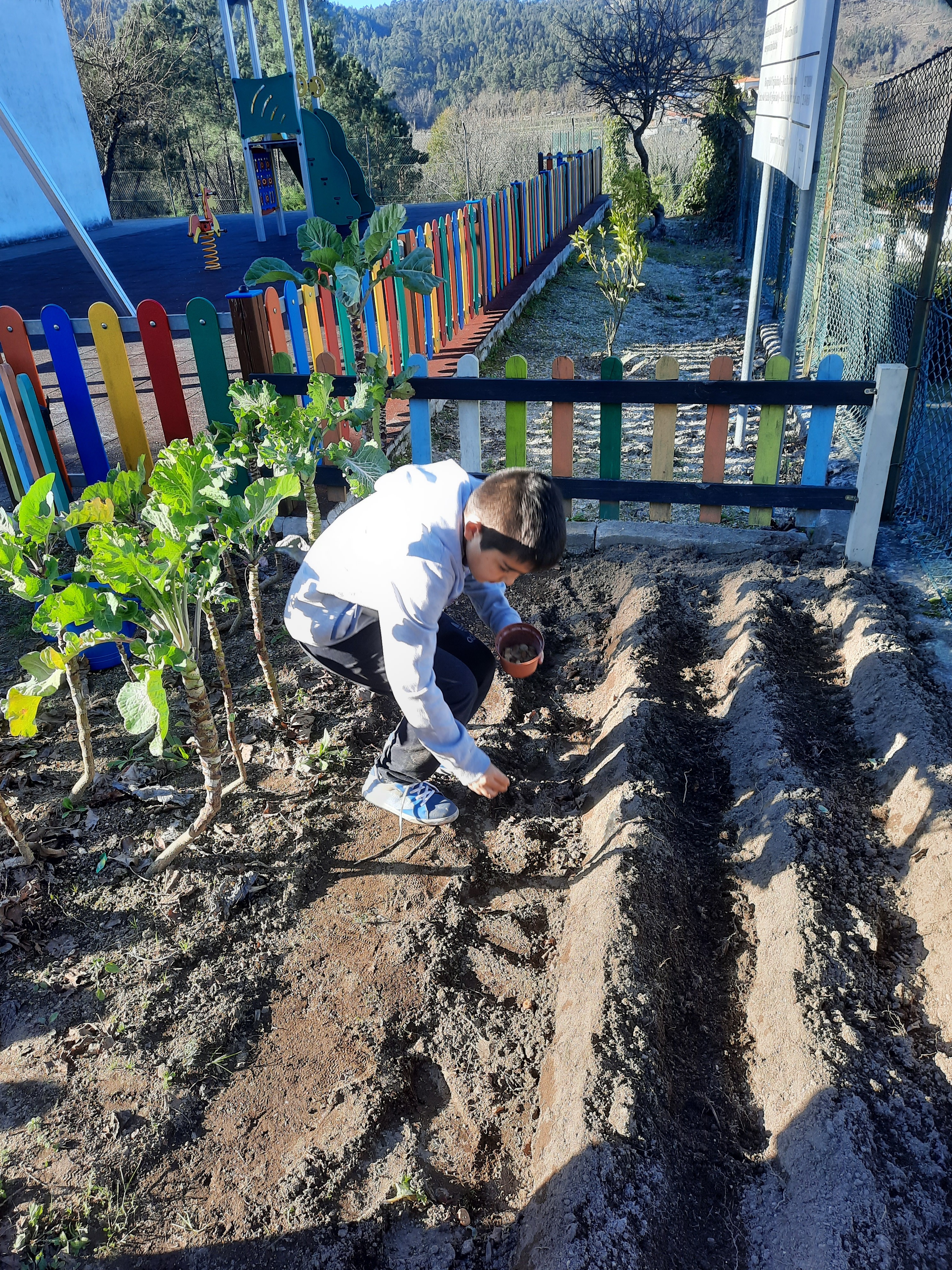 Participação de uma criança do 3º ano na plantação de ervilhas.
Colocar a semente na terra depois de preparada por outras crianças do 3º e 4º ano com a ajuda de um adulto.