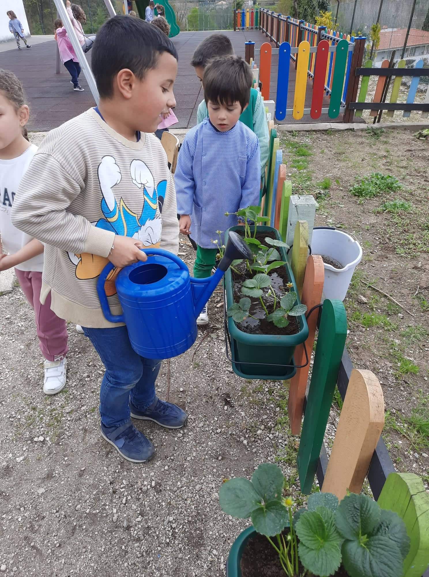 Crianças do 1º ano a regar os morangueiros. É uma tarefa rotativa.