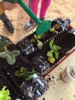 Regando as nossas plantas