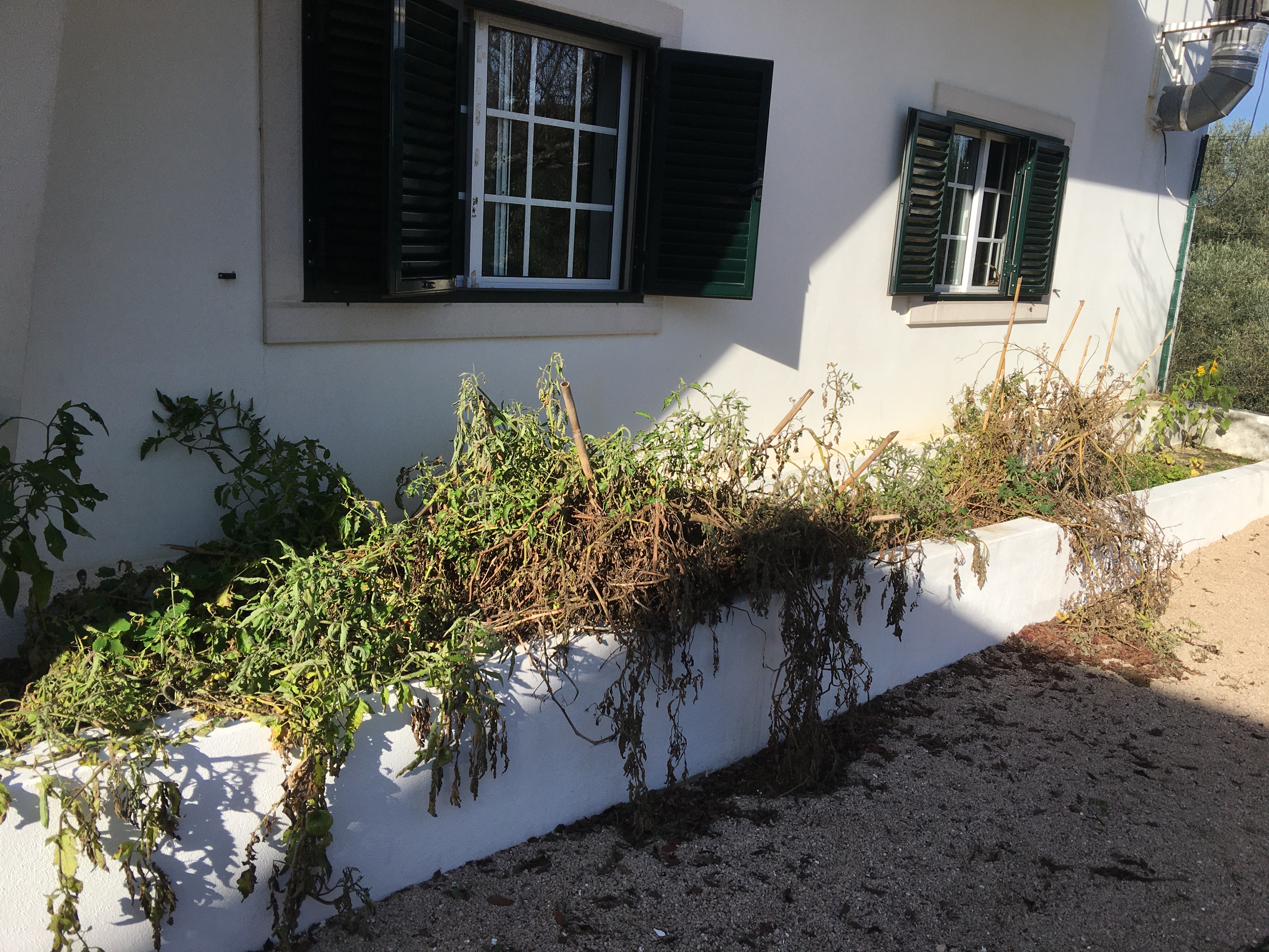 No Jardim de infância, quando chegamos em setembro, a nossa horta estava assim. Ainda apanhamos tomate pimentos e pepinos para a nossa cantina.