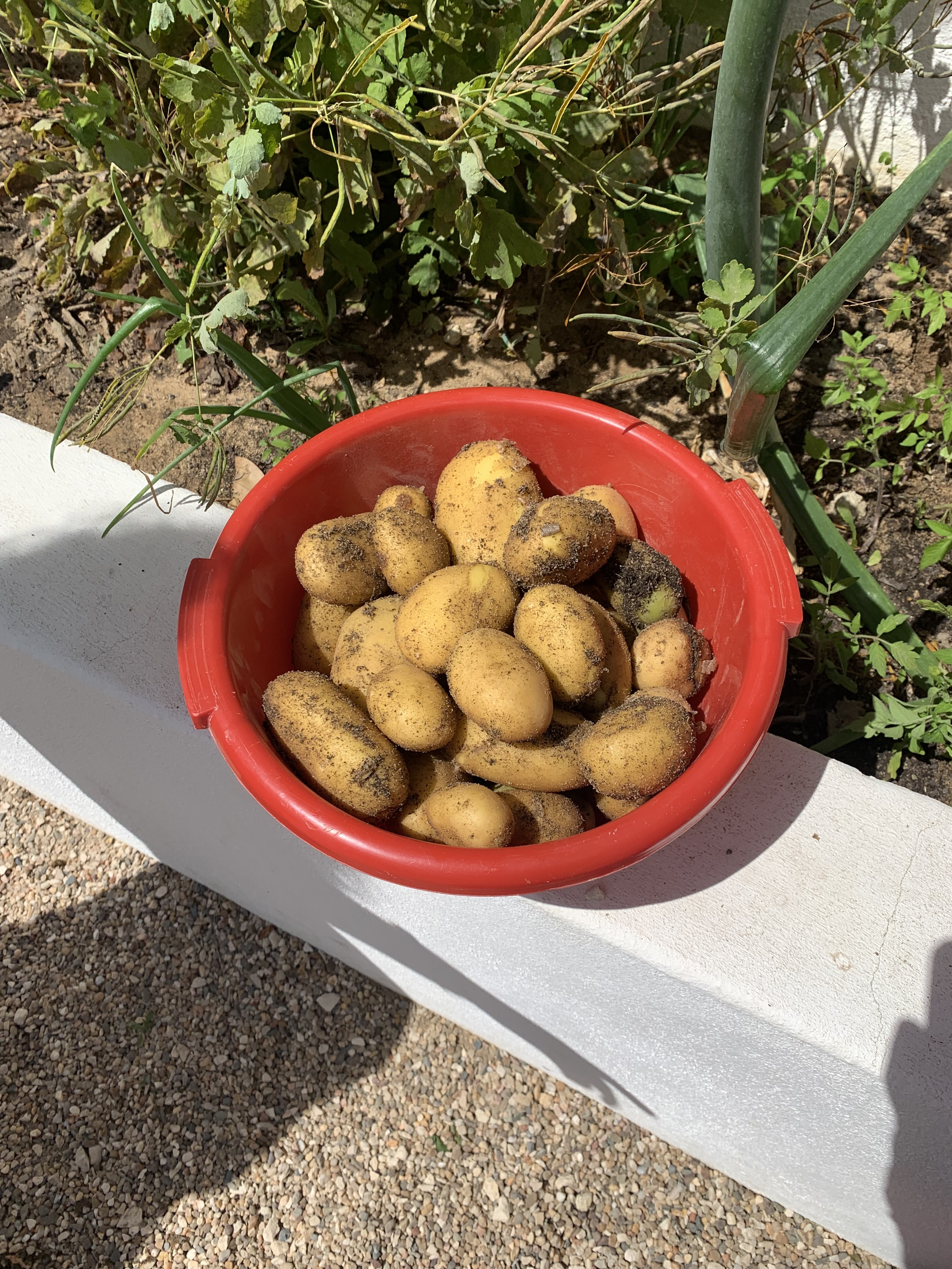 Tantas batatas. Vamos fazer uma bela sopinha!