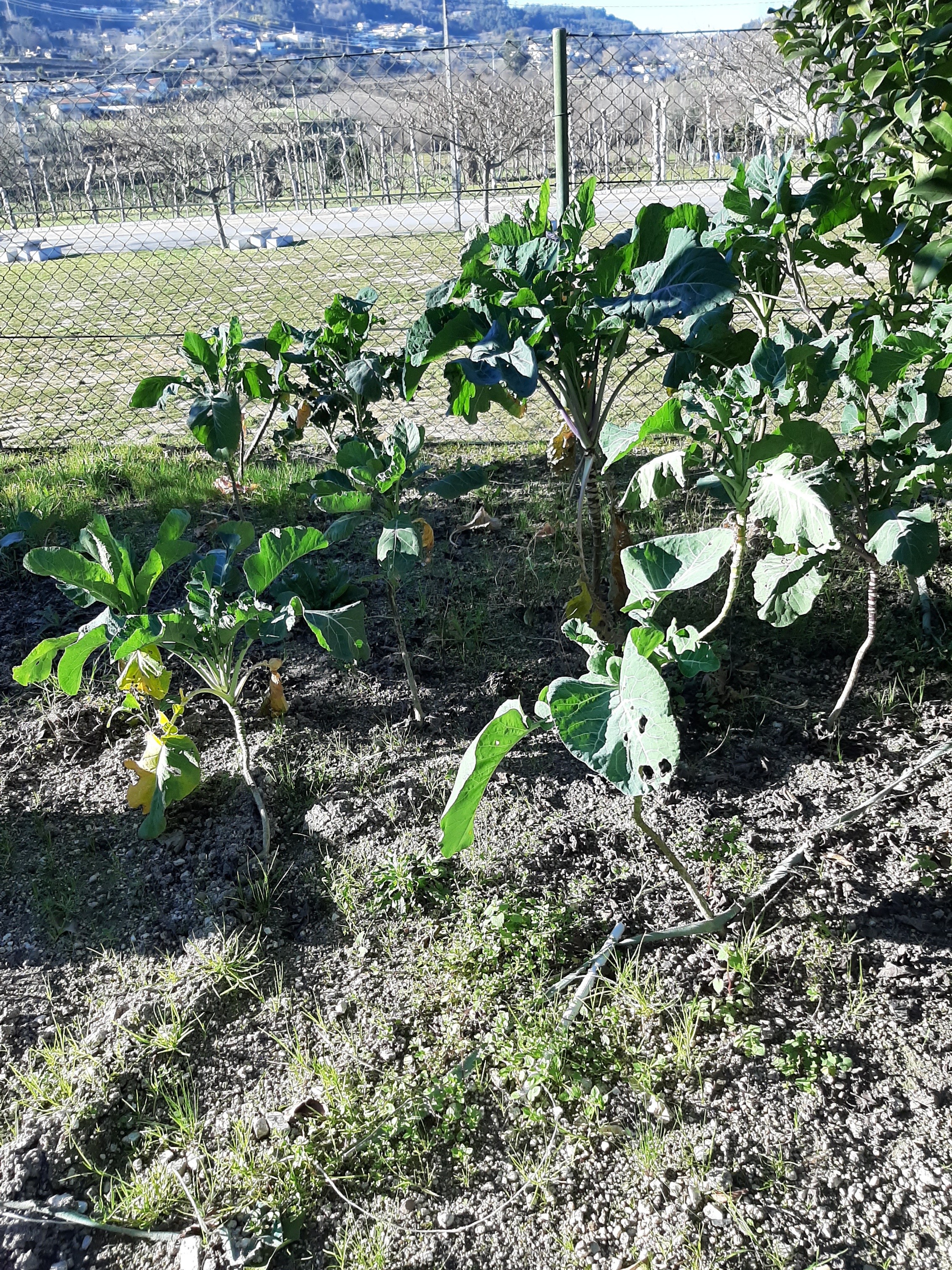 A área da couve galega