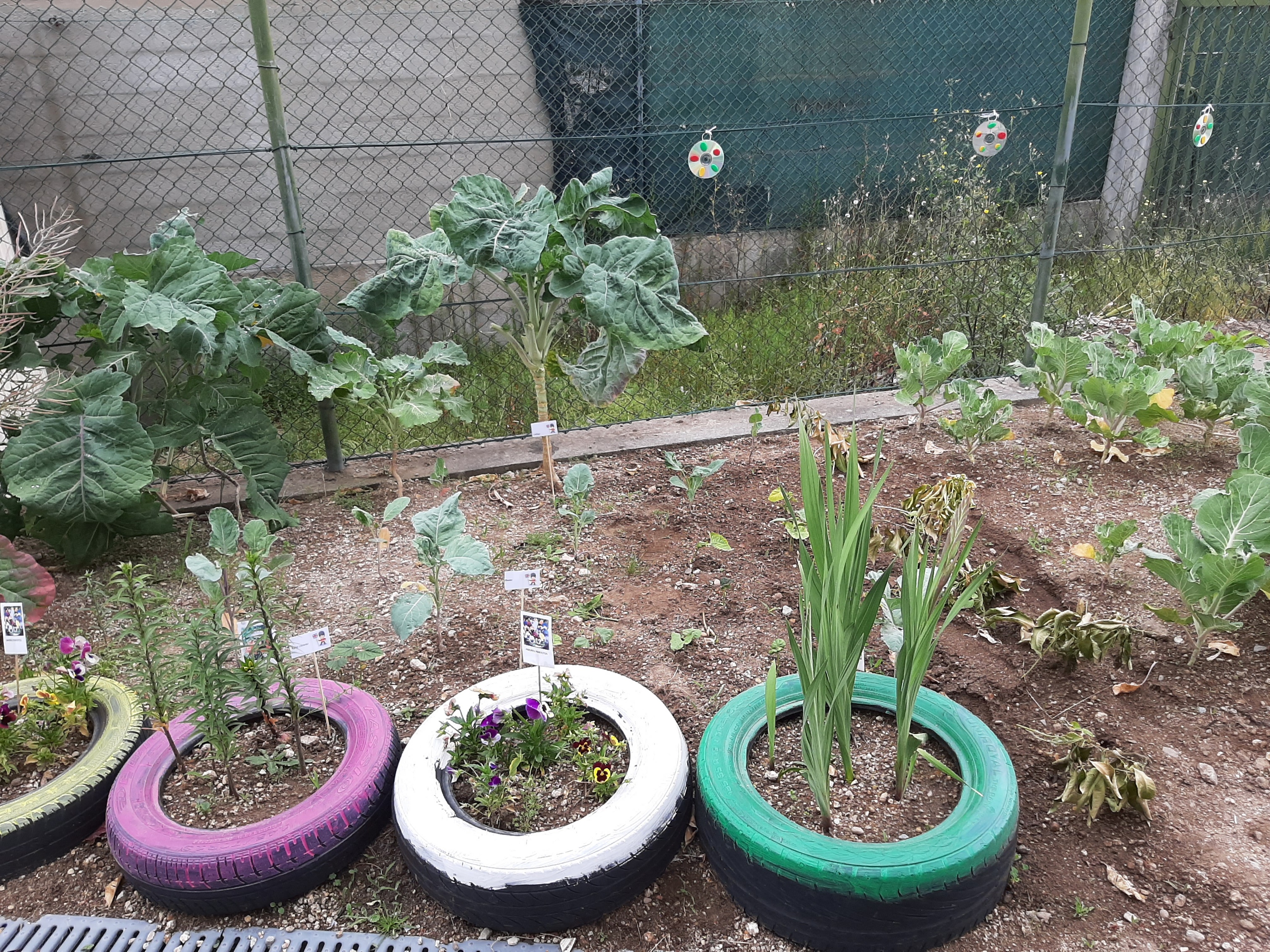 Parte da horta onde se pode ver as couves, os feijões da experiência de geminação que começou nas salas de aula e ainda pneus com flores.