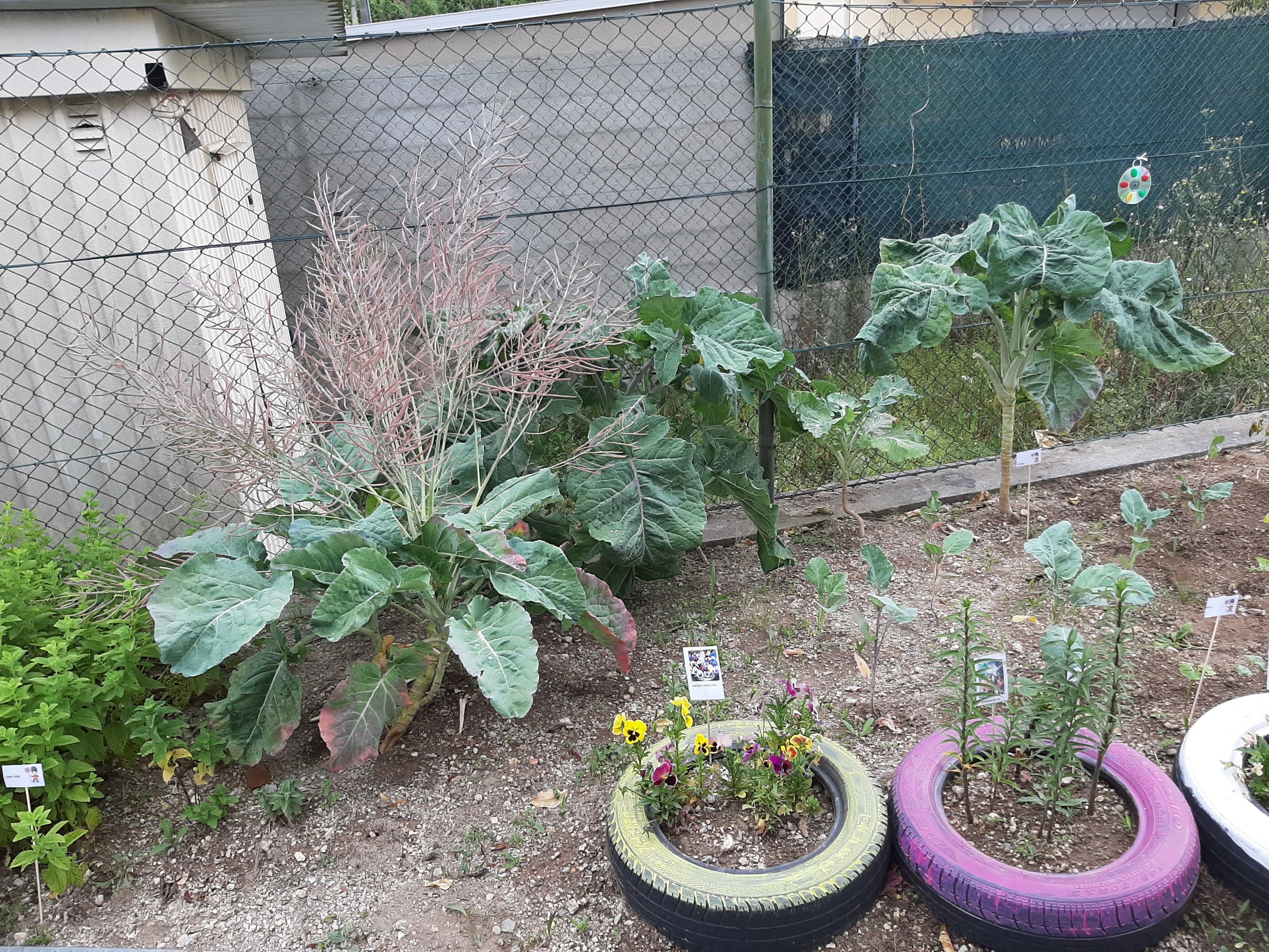 Parte da horta onde se vê as couves, cidreira e hortelã e alguns pneus com flores.