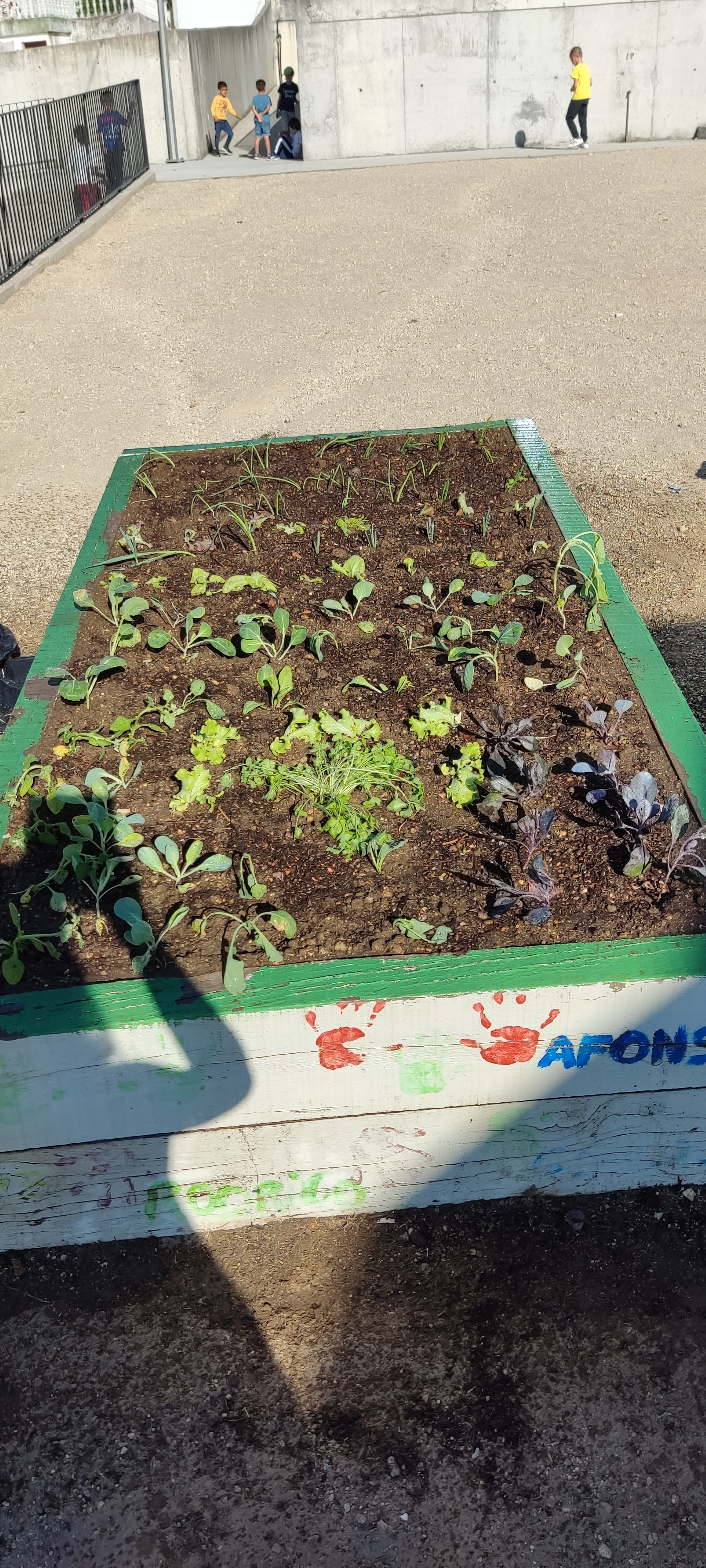 Plantação terminada