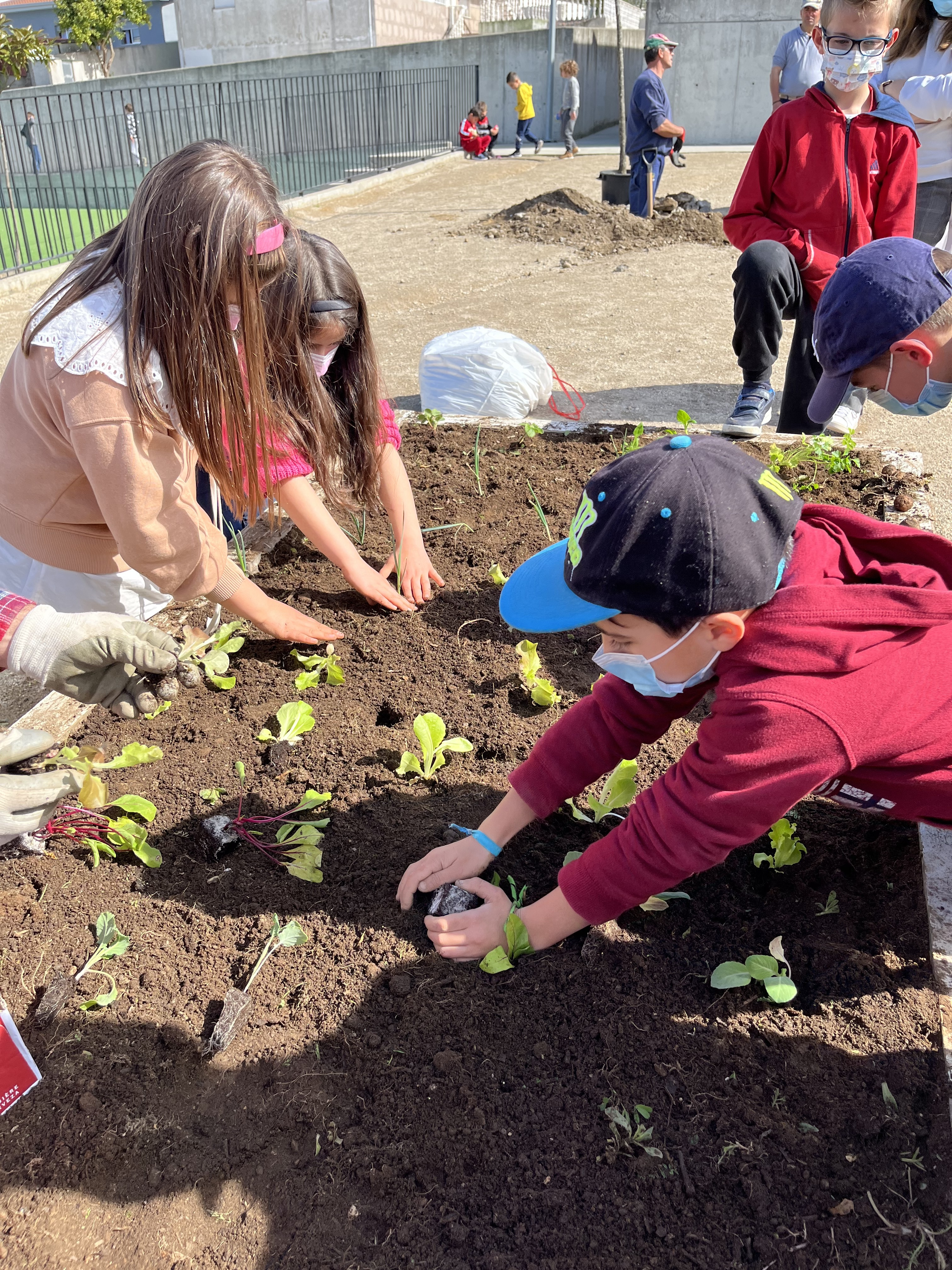 Plantação: alfaces, couves, beterraba, tomates ,batatas, cebolo, feijão
