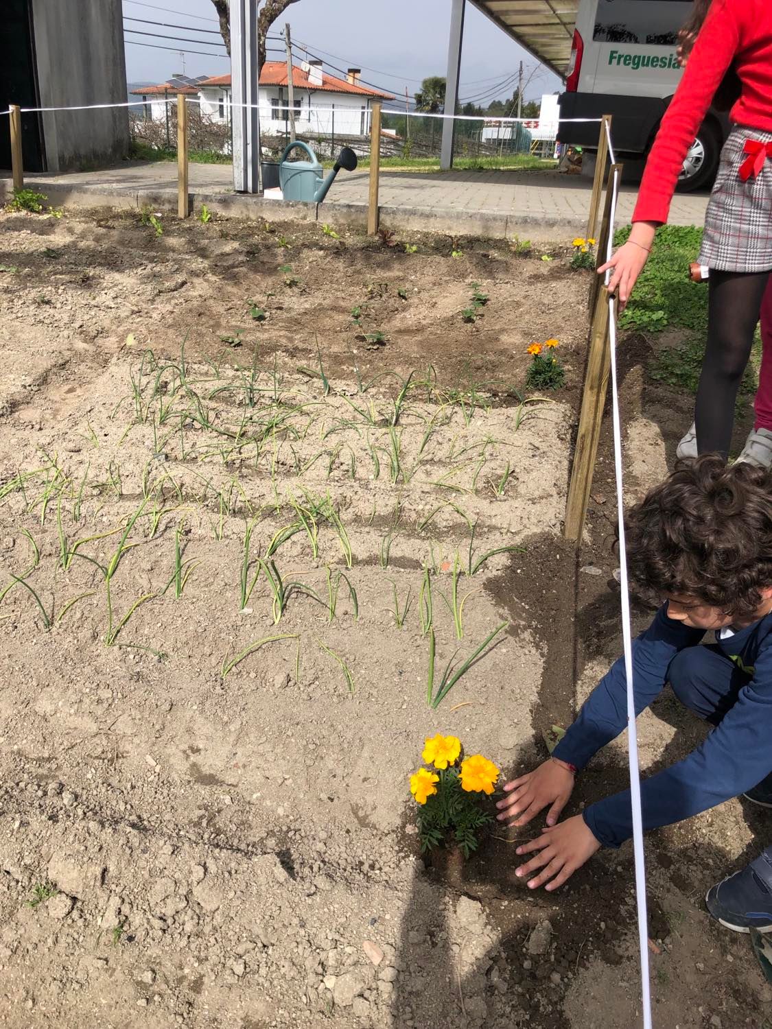 Plantação de tagetes para afastar pragas da horta.