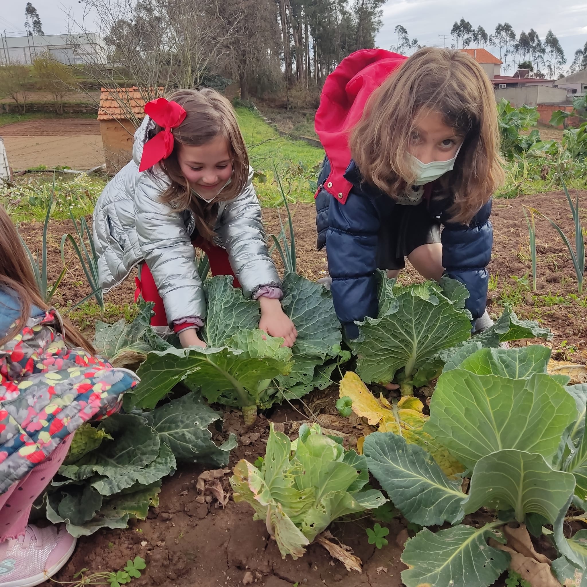 Recolha dos últimos produtos da horta para consumo.
Posterior limpeza e preparação do terreno para as novas plantações. 
Colaboração/ aprendizagem das crianças com a equipa da horta.
