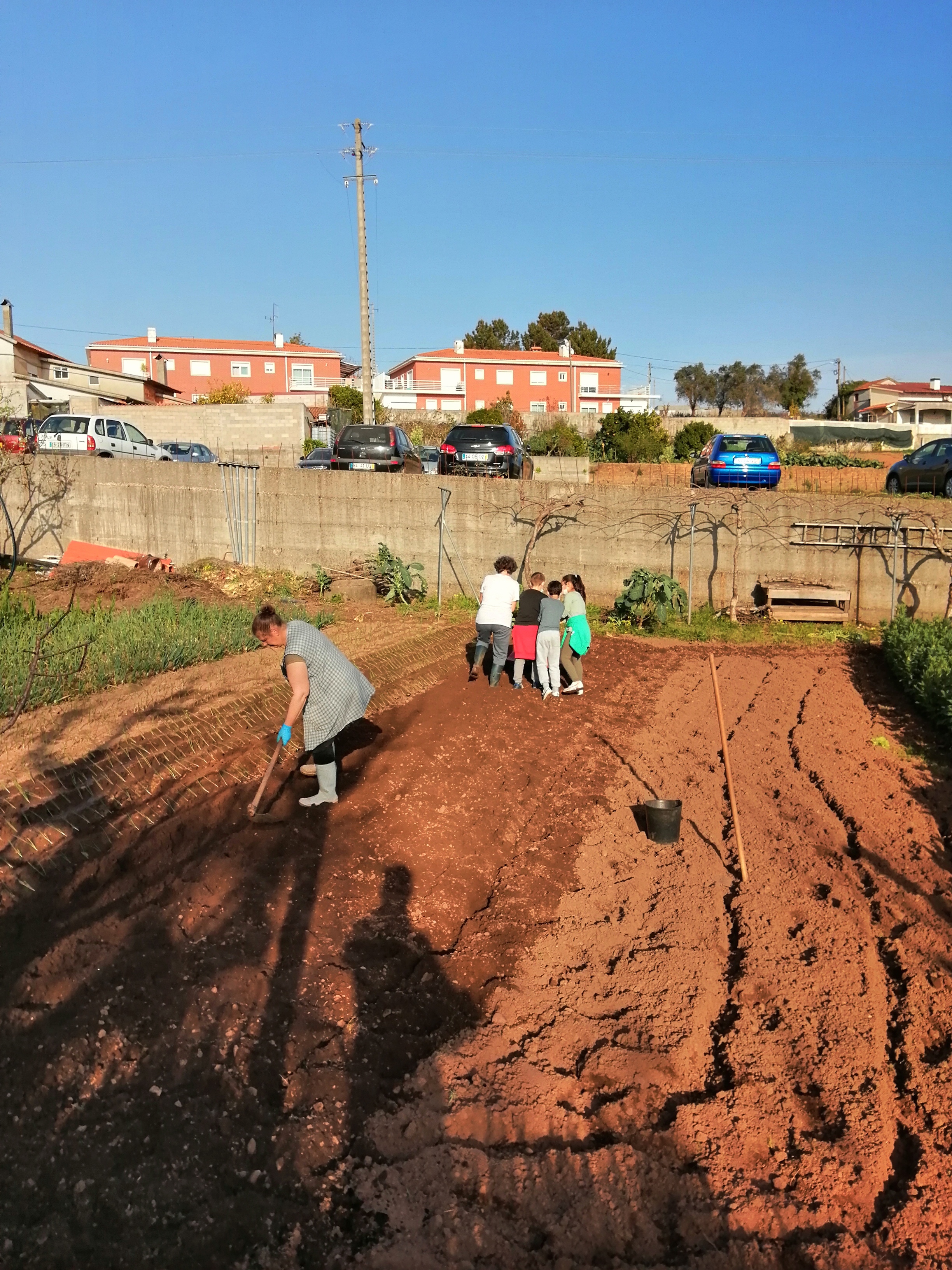 Plantação de cebolo