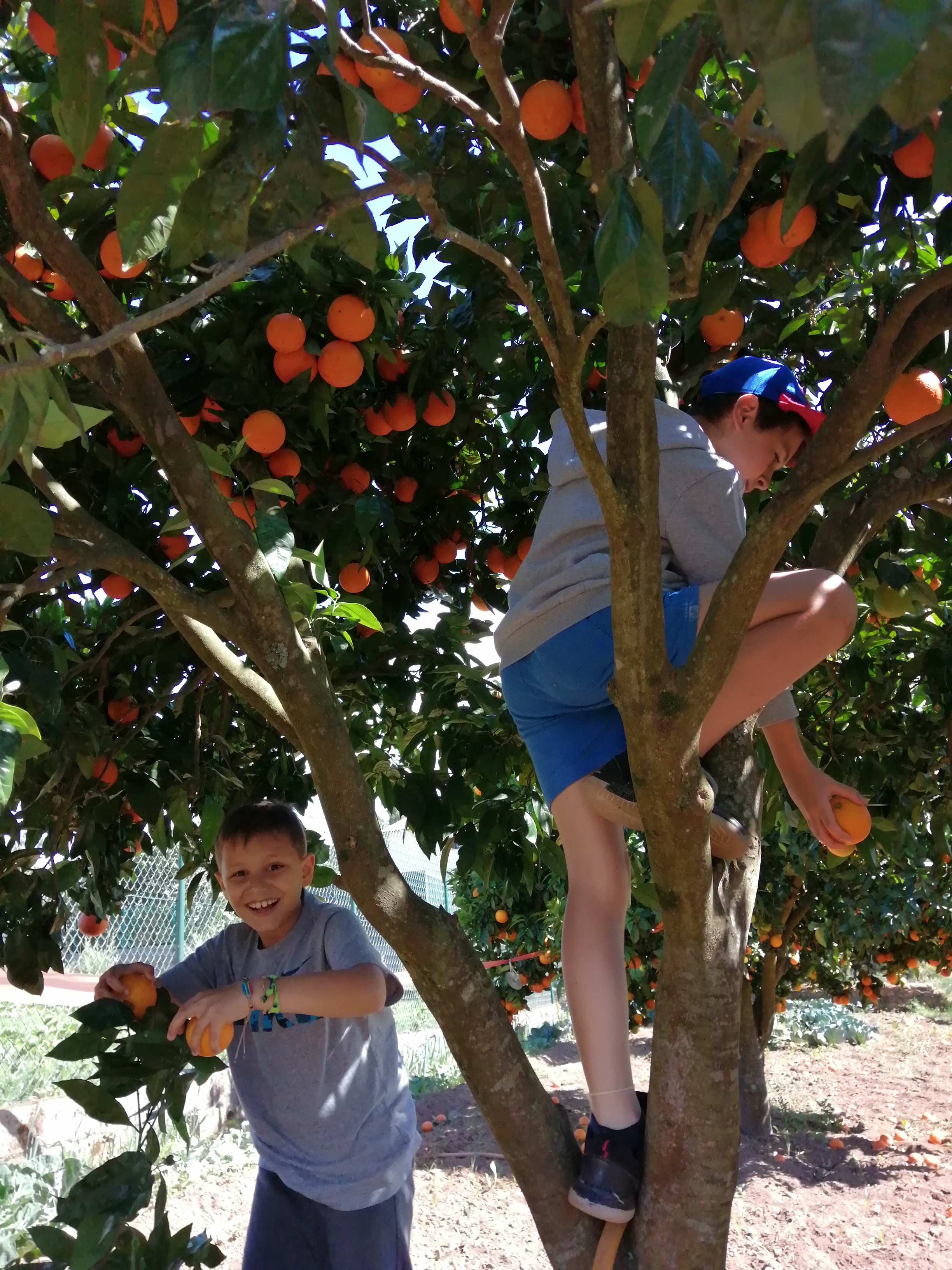 As laranjas do nosso quintal