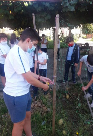 Limpeza de horta dos sobrantes da plantação anterior.