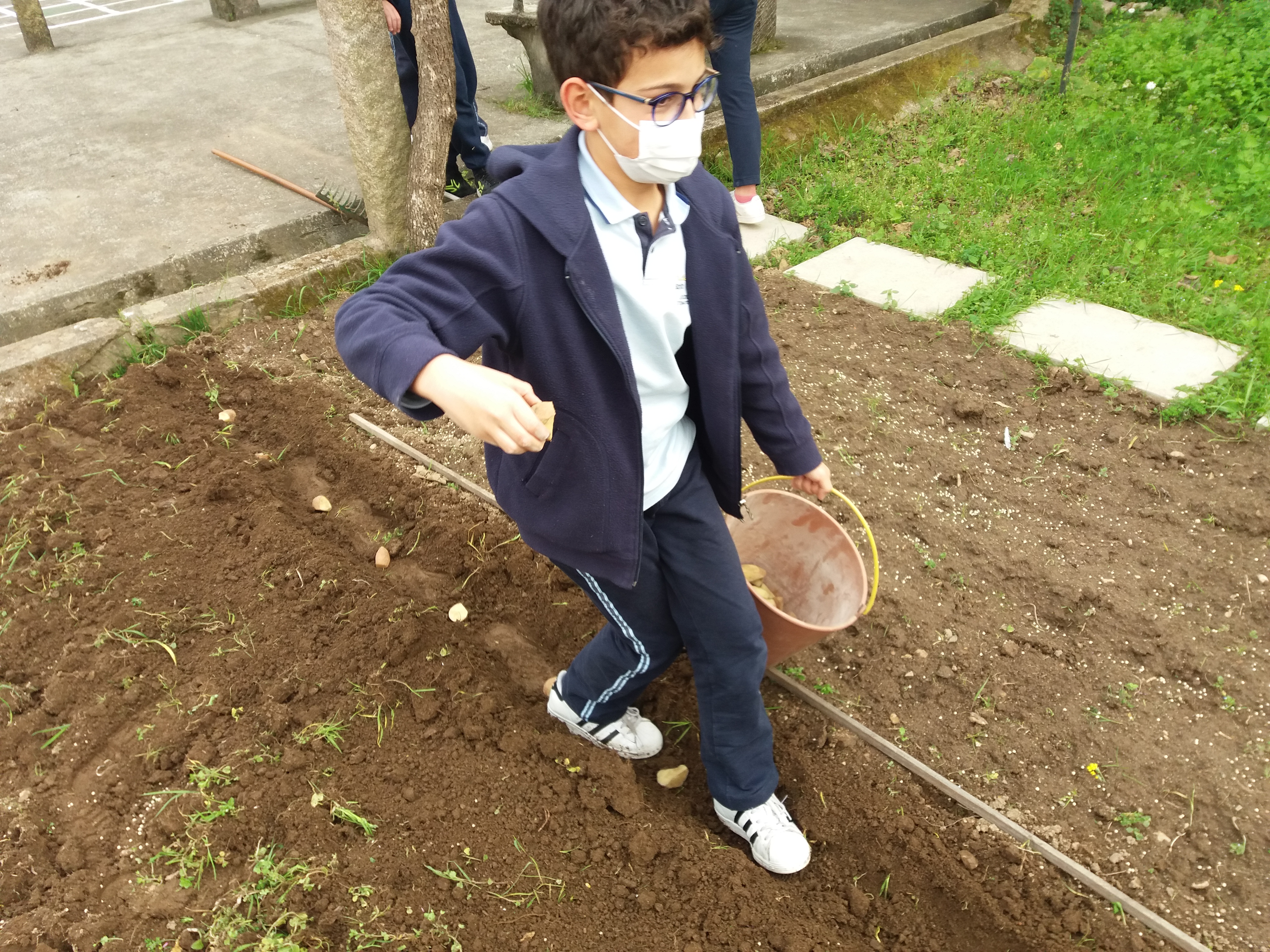 Sementeira de batata