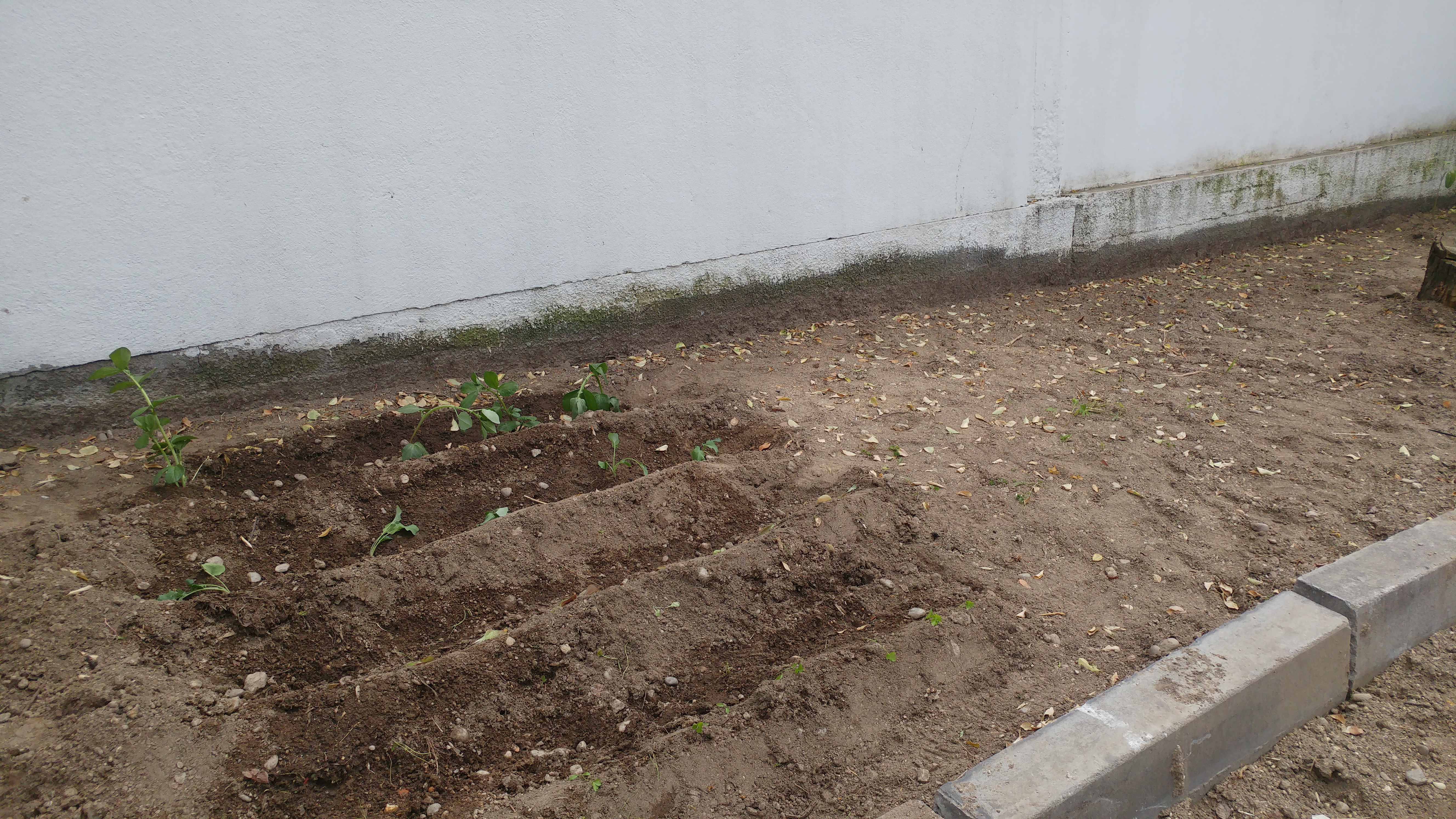 Início de cultivo de vegetais
Cultivo de fava, couve-nabiça, alface e salsa. (cada grupo de alunos do 10º ano ficou responsável por cada grupo de vegetais)