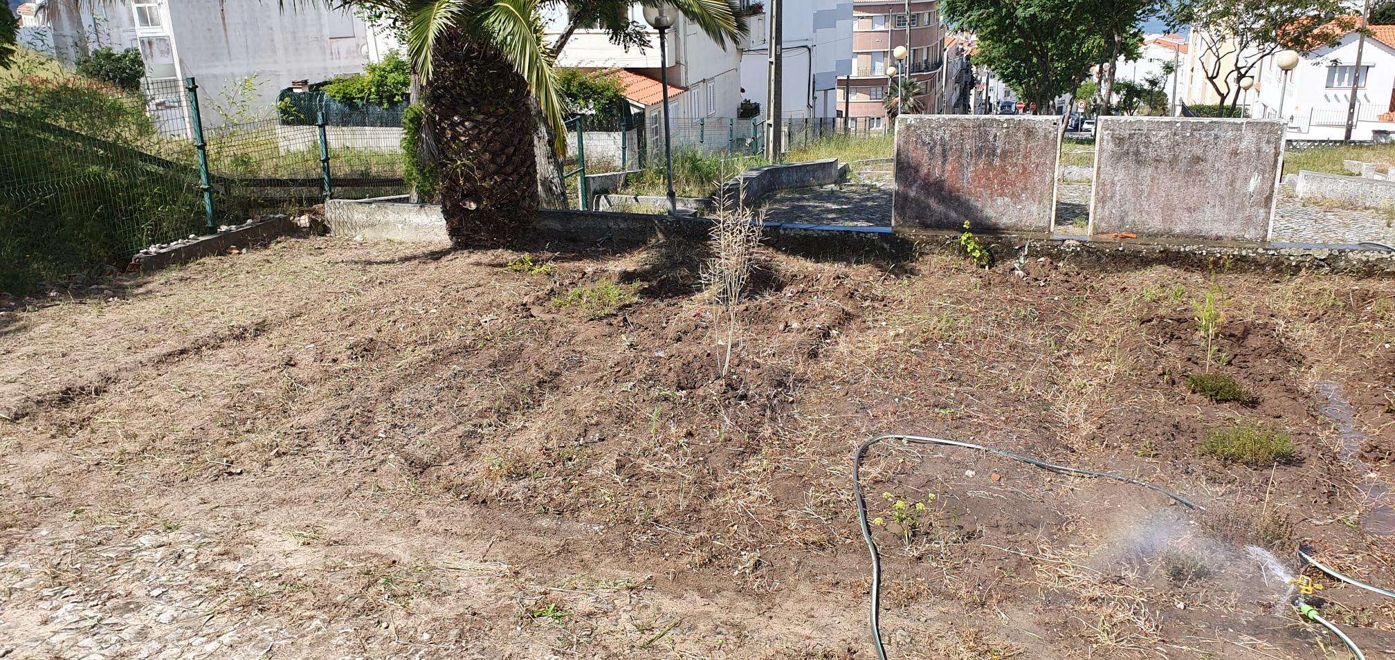 Limpeza do terreno para cultivo de nabos e rabanetes.