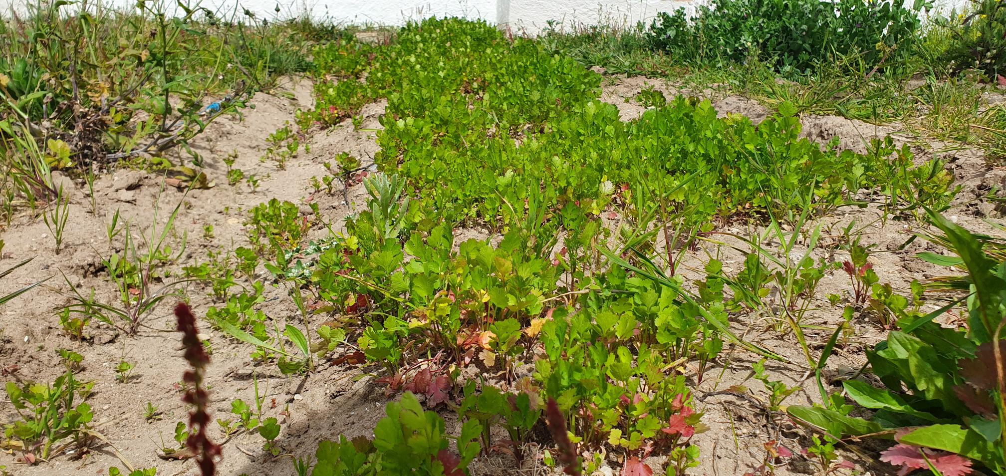 Cultivo de coentros.