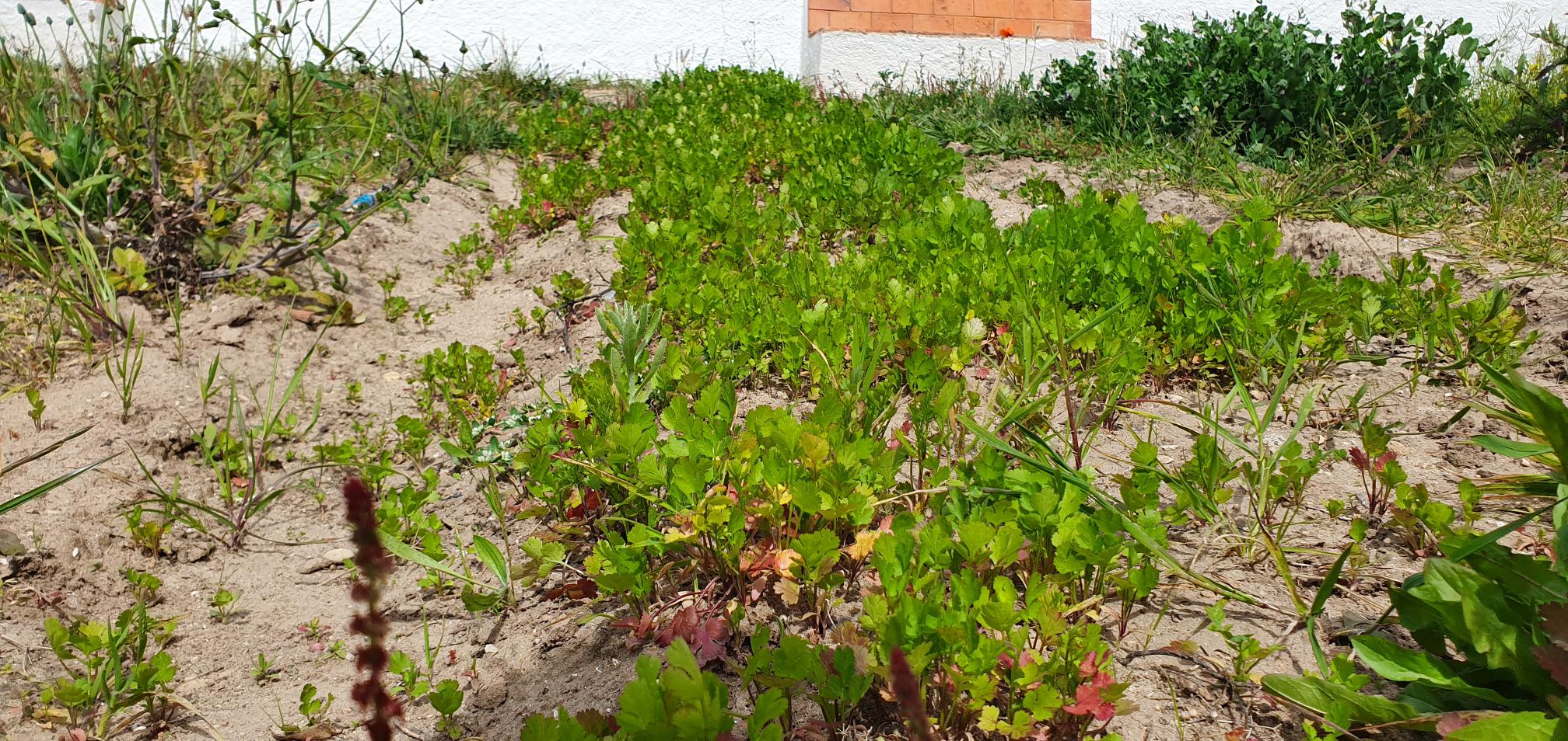 Coentros em produção de flores e sementes.