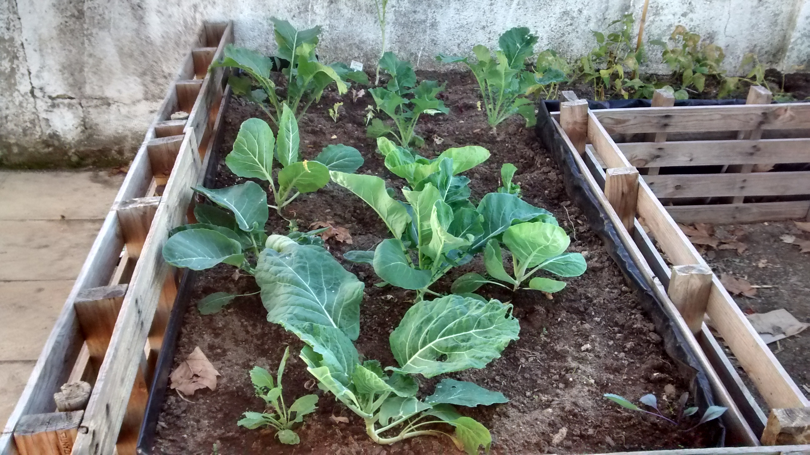 Couves de diferentes cultivares