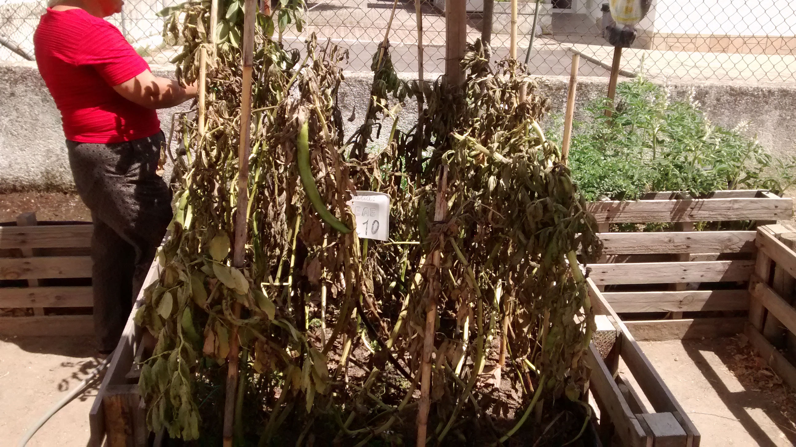 Recolha das favas para semente