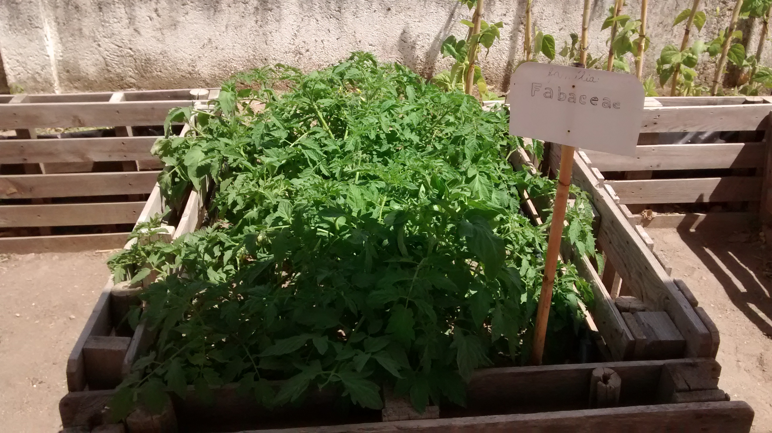 Batatas