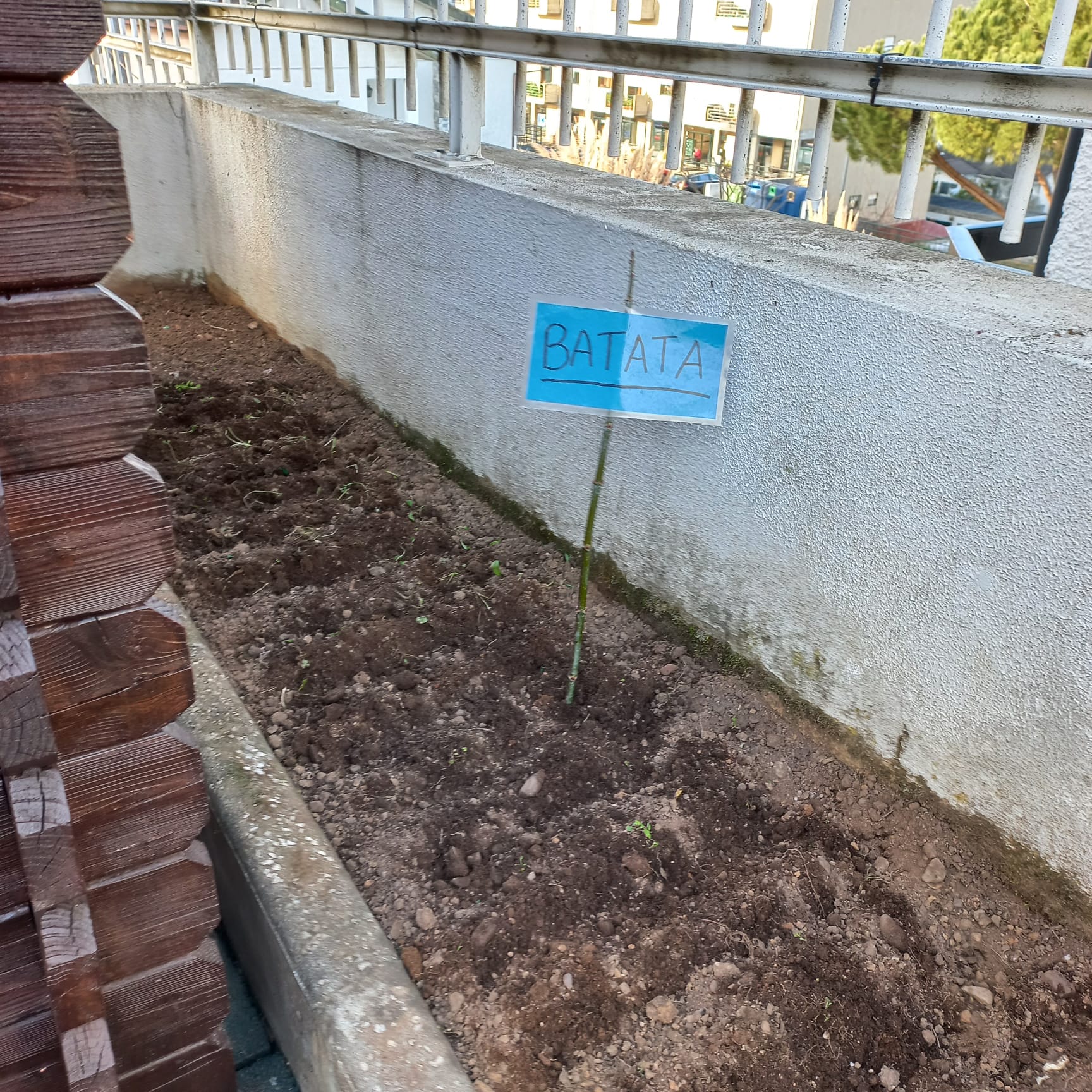 Plantação das batatas concluída.