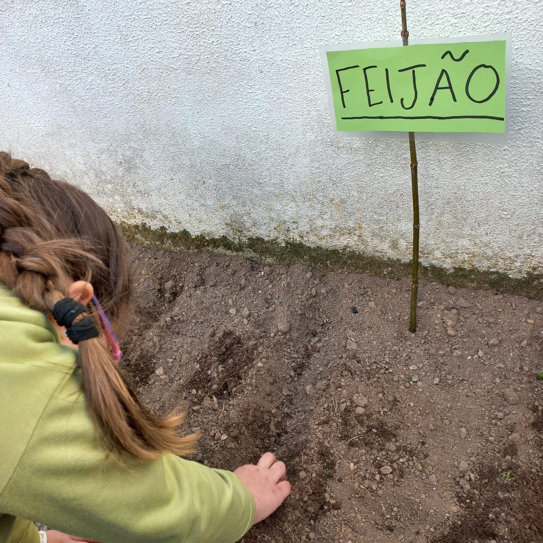 Colocar o feijão nos regos.