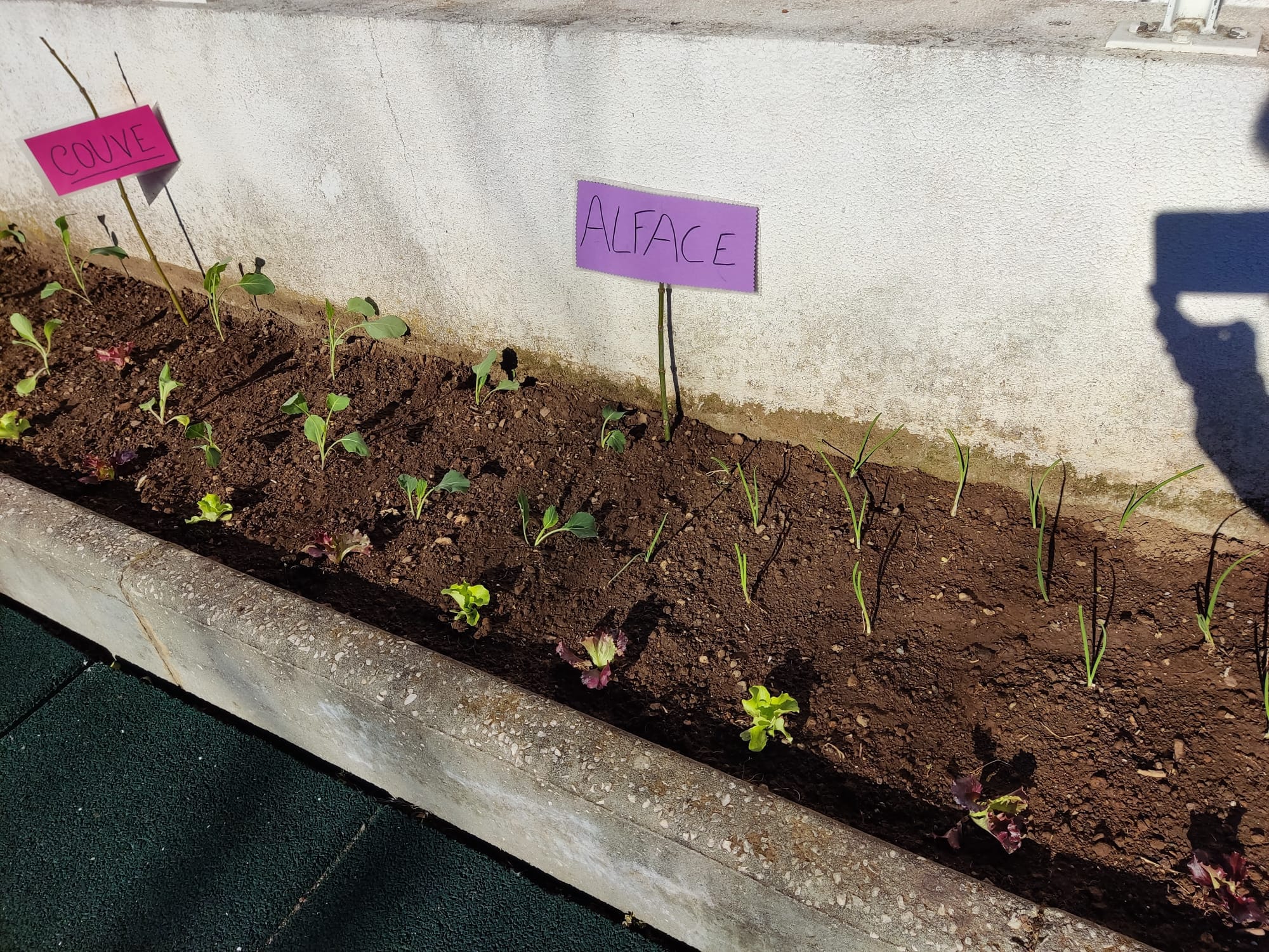 O que plantamos (couves, alfaces, cebolas)