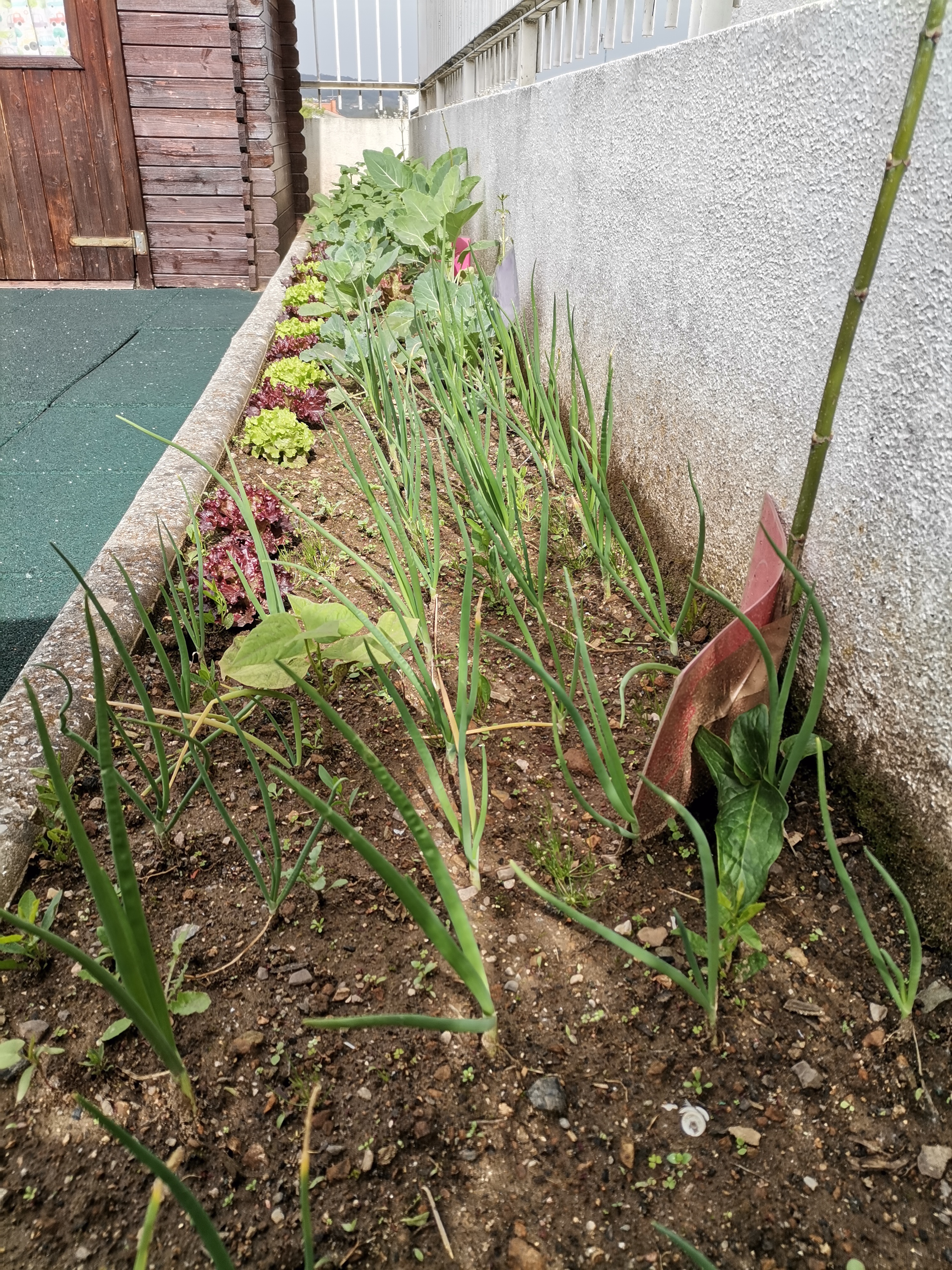 Horta em crescimento