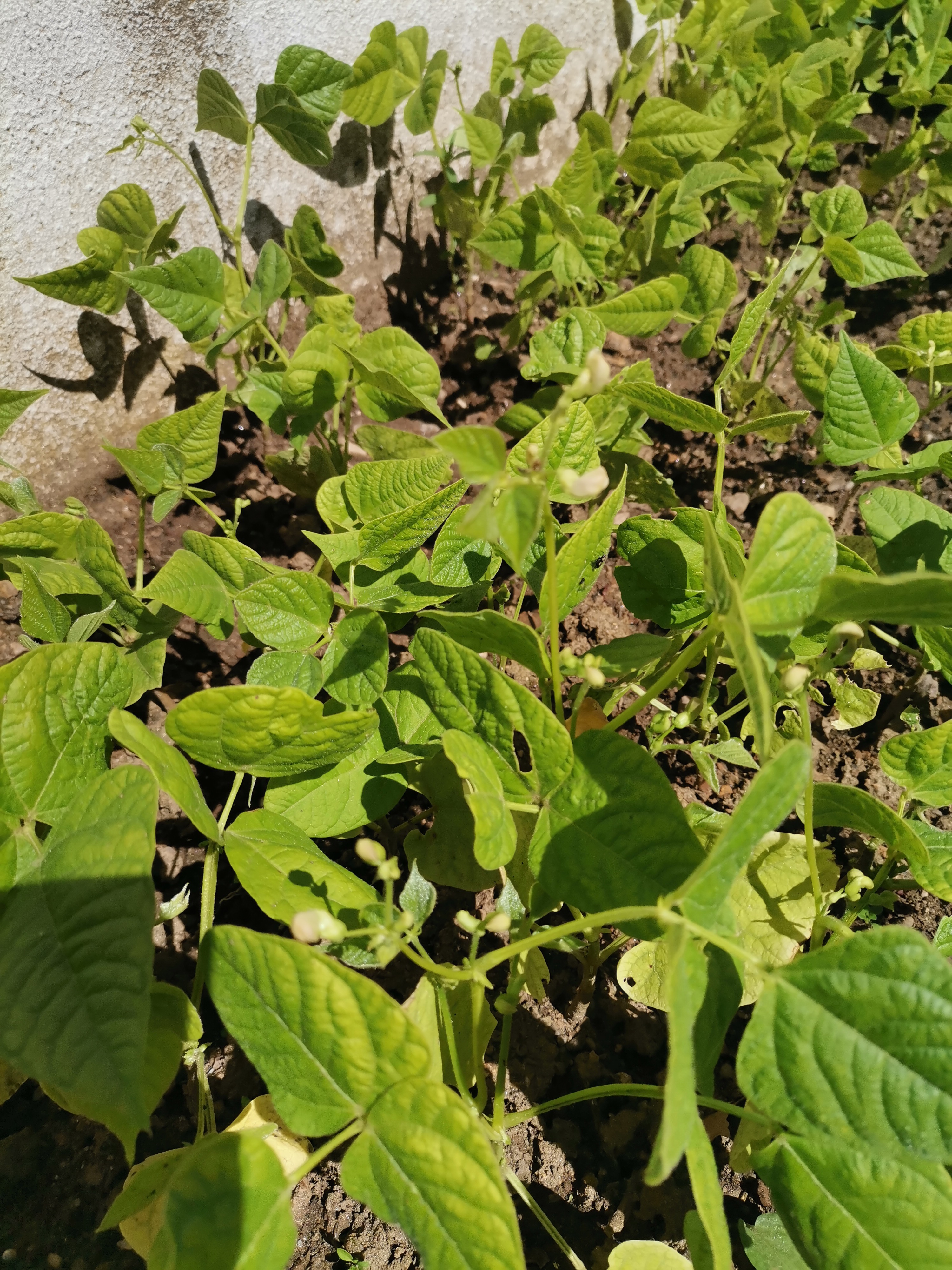 feijoeiros a florir