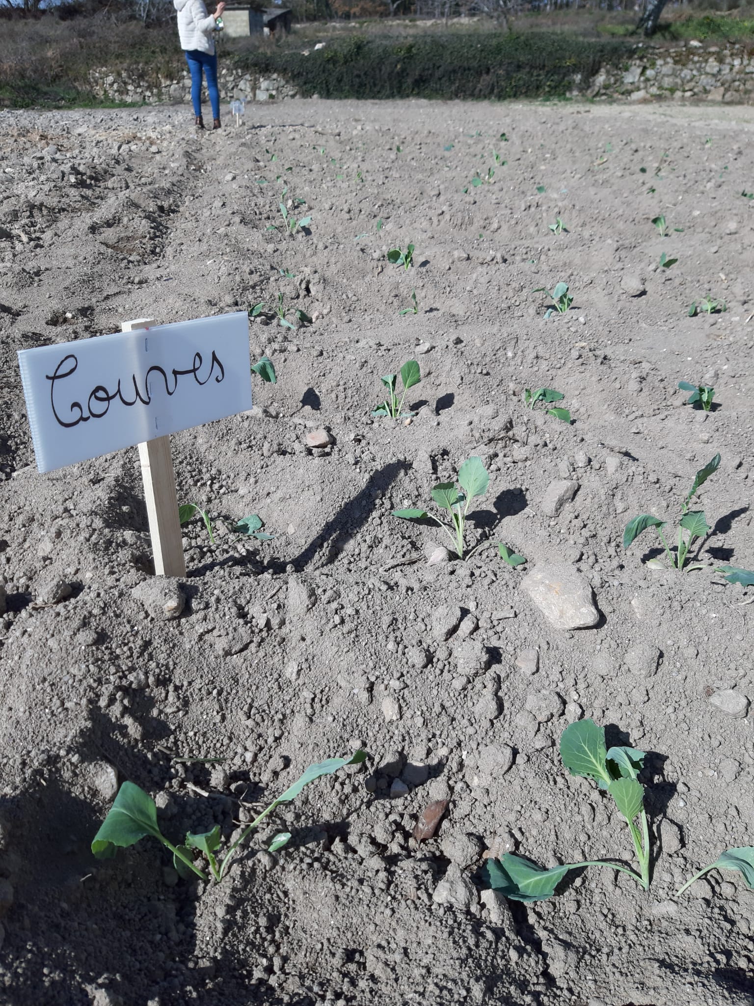 Os alunos ajudaram a plantar as couves.