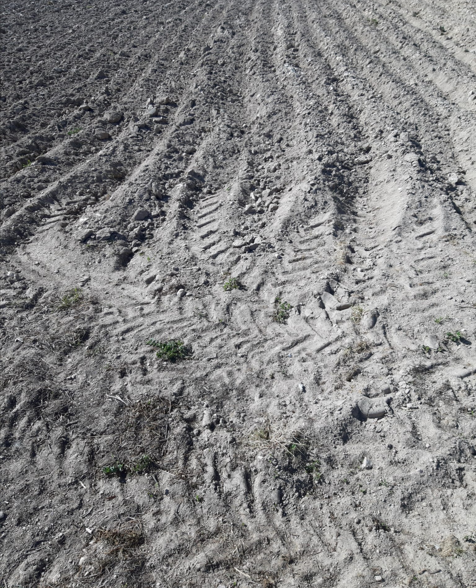 Terra lavrada a aguardar pela sementeira.