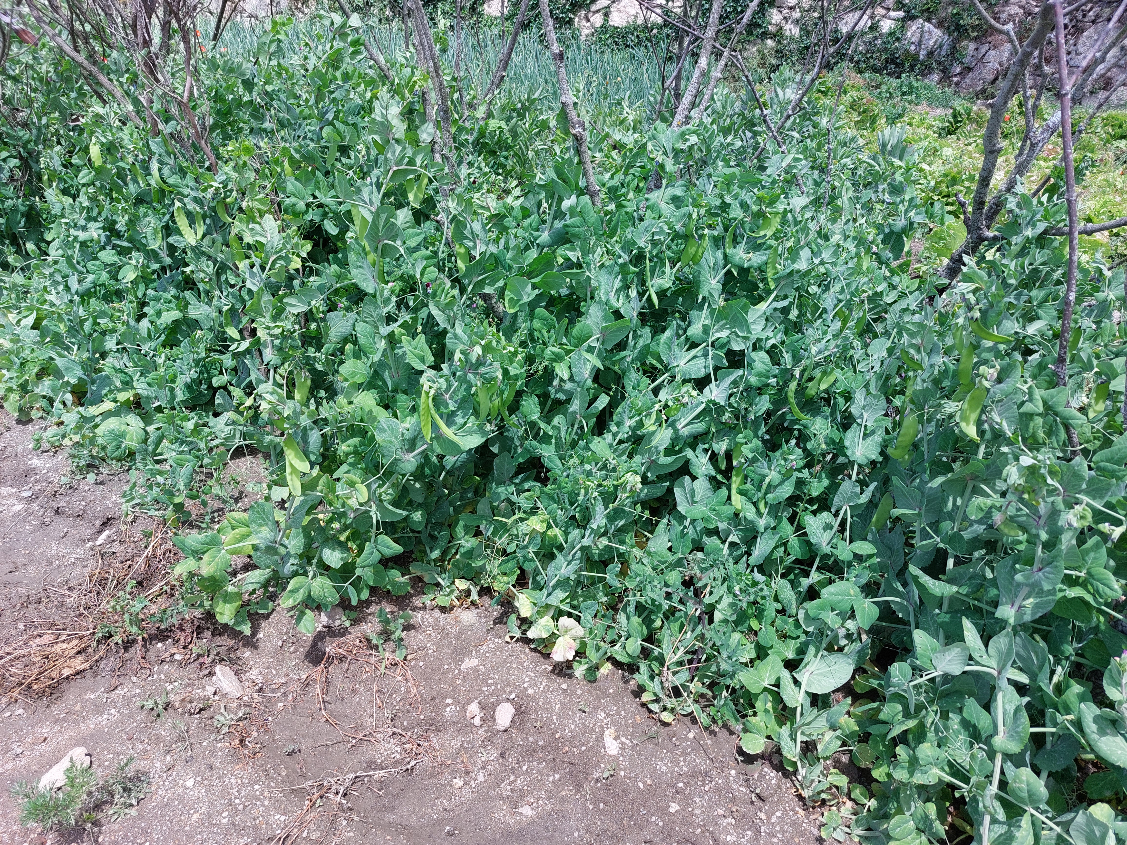 As ervilhas e as favas têm produzido bem. Já utilizamos no refeitório da escola e as restantes temos vendido nas feirinhas que fazemos com os excedentes da horta.
As favas tiveram pulgão e não os conseguimos exterminar totalmente.