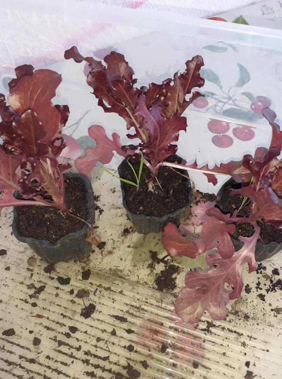 Este ano semeámos em couvetes as alfaces, depois de crescerem é que plantámos na terra.