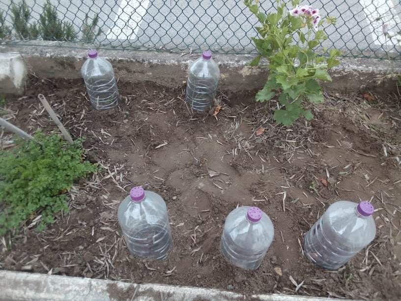 Para proteger as alfaces pequeninas, colocamos garrafões de plástico. Os alunos cortaram o fundo dos garrafões e fizeram uns buraquinhos nas tampas.
