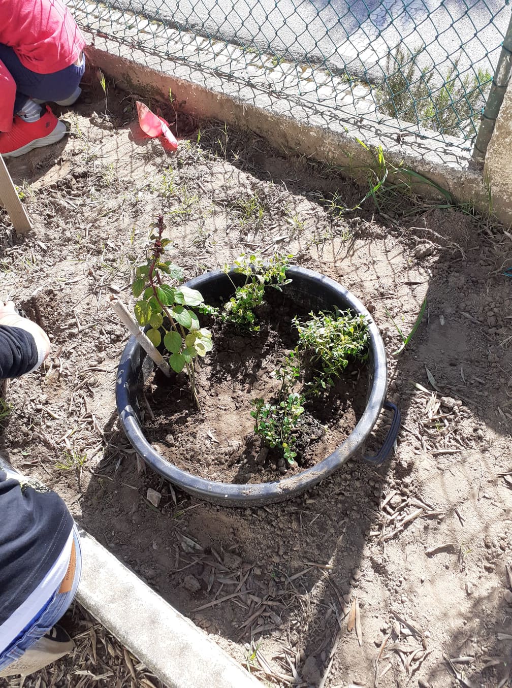 Na nossa horta plantámos diferentes ervas aromáticas.