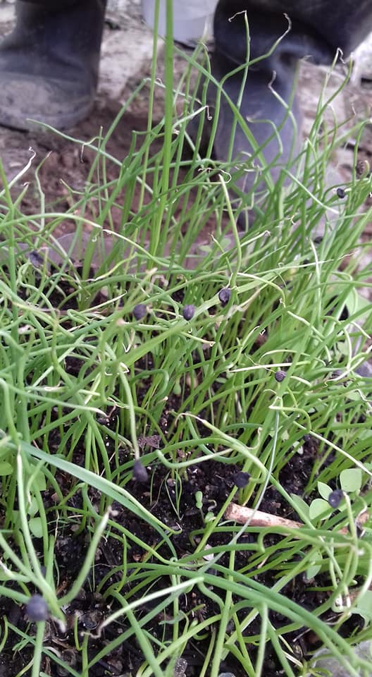 A semente foi colocada na terra para germinar.