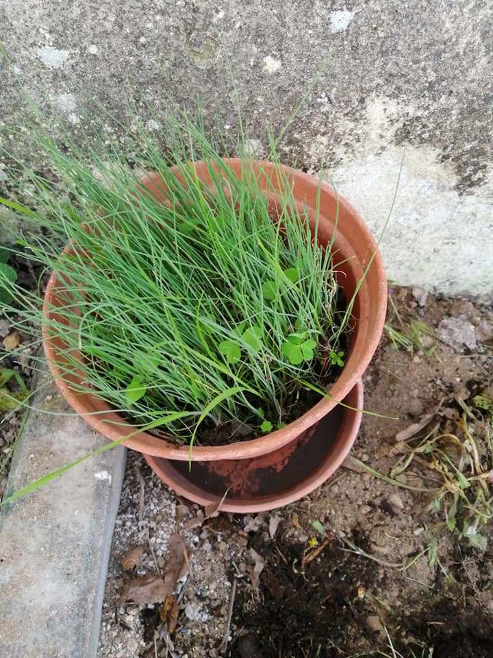 Para que não se perdesse na horta, as sementes germinaram em alfobre e desenvolveram-se até estarem prontas a ser transplantadas.