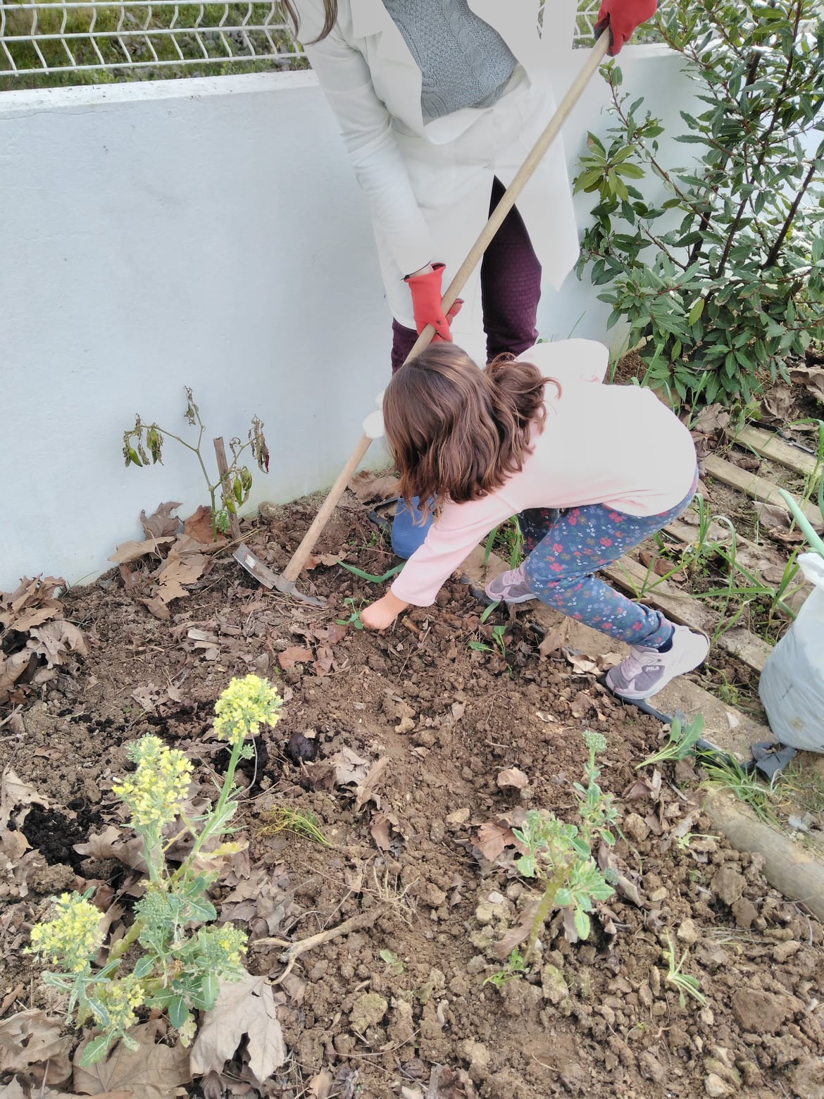 Os brócolos foram plantados na horta.