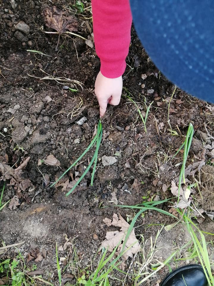 O cebolo foi transplantado para a horta.