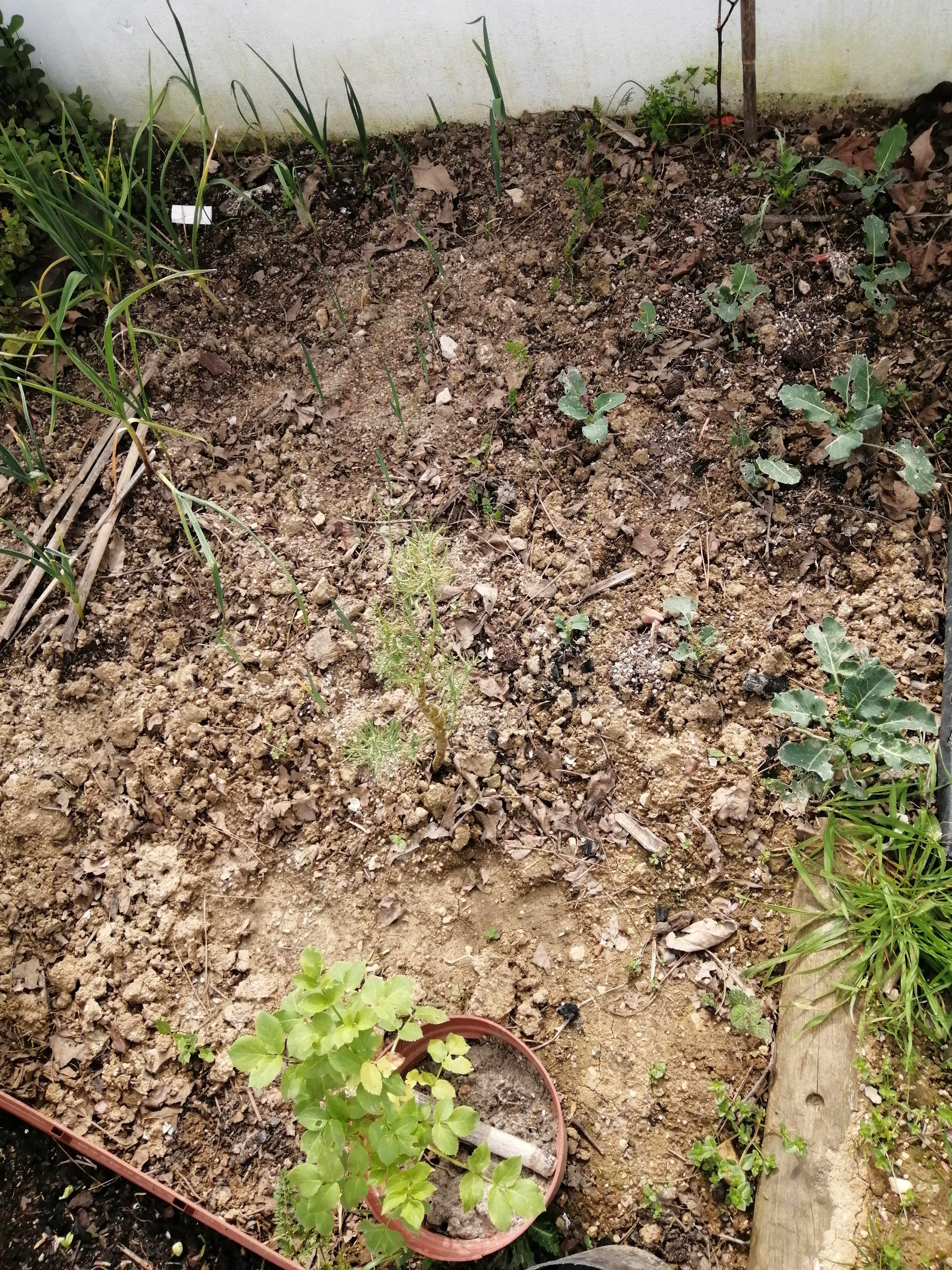 Os brócolos, plantados em janeiro, estão com um crescimento muito lento.